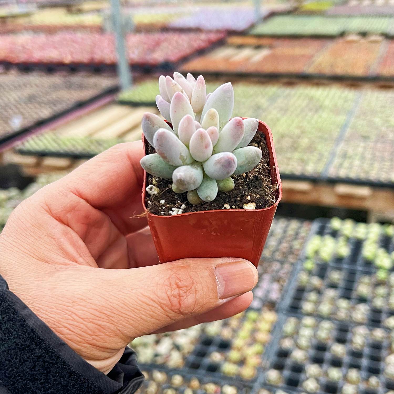 succulent that looks like fingers Pachyphytum 'Machucae' /Baby finger 40 Plants