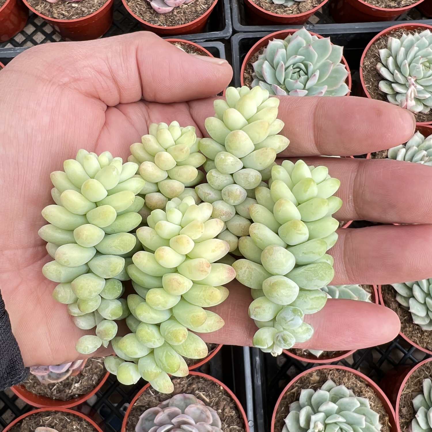 sedum burro's tail succulent Sedum Morganianum/ Donkey Tail/ Burro’s Tail Cuttings