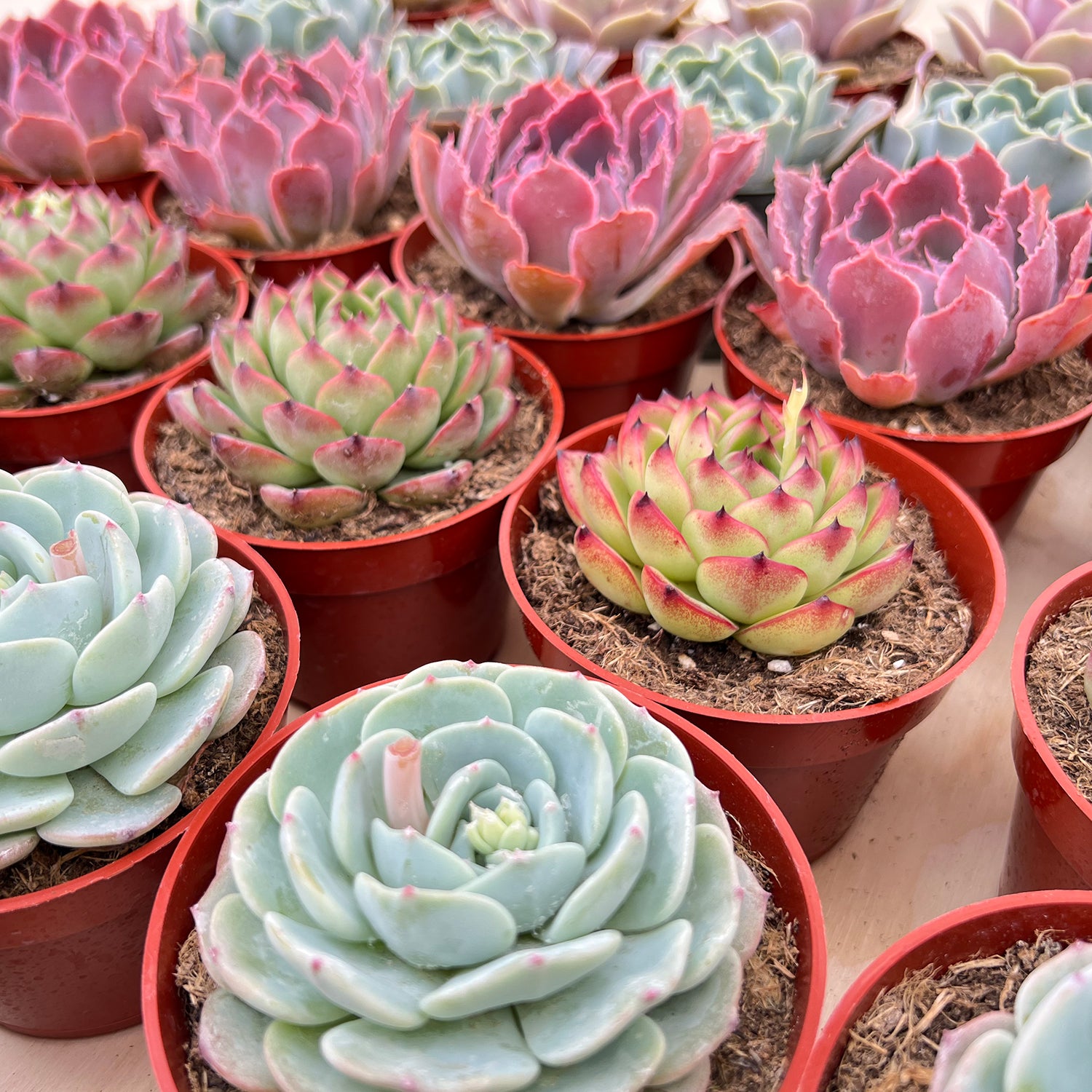 rooted succulents for sale 4 Medium Rose Succulents Plants
