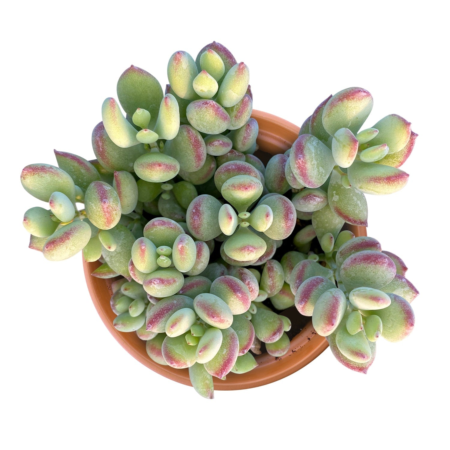 succulent cotyledon pendens Cotyledon Pendens (4 inch)