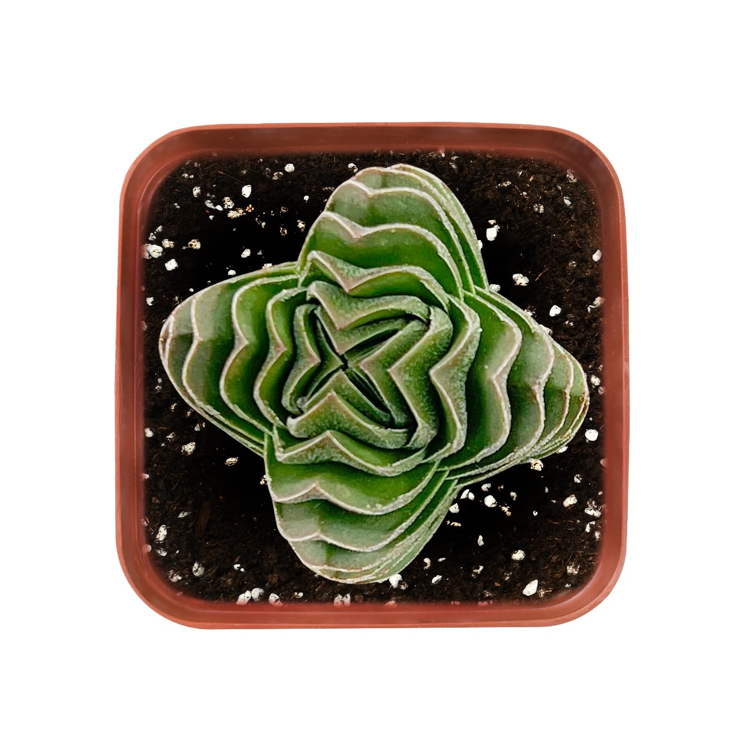 succulent buddha temple Crassula cv. Buddha's Temple