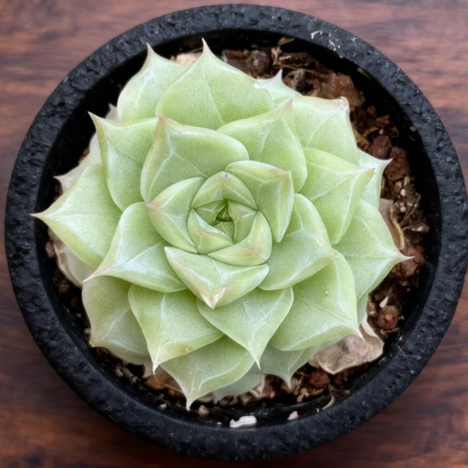 Echeveria 'Malgan' White Swan – Thenextgardener