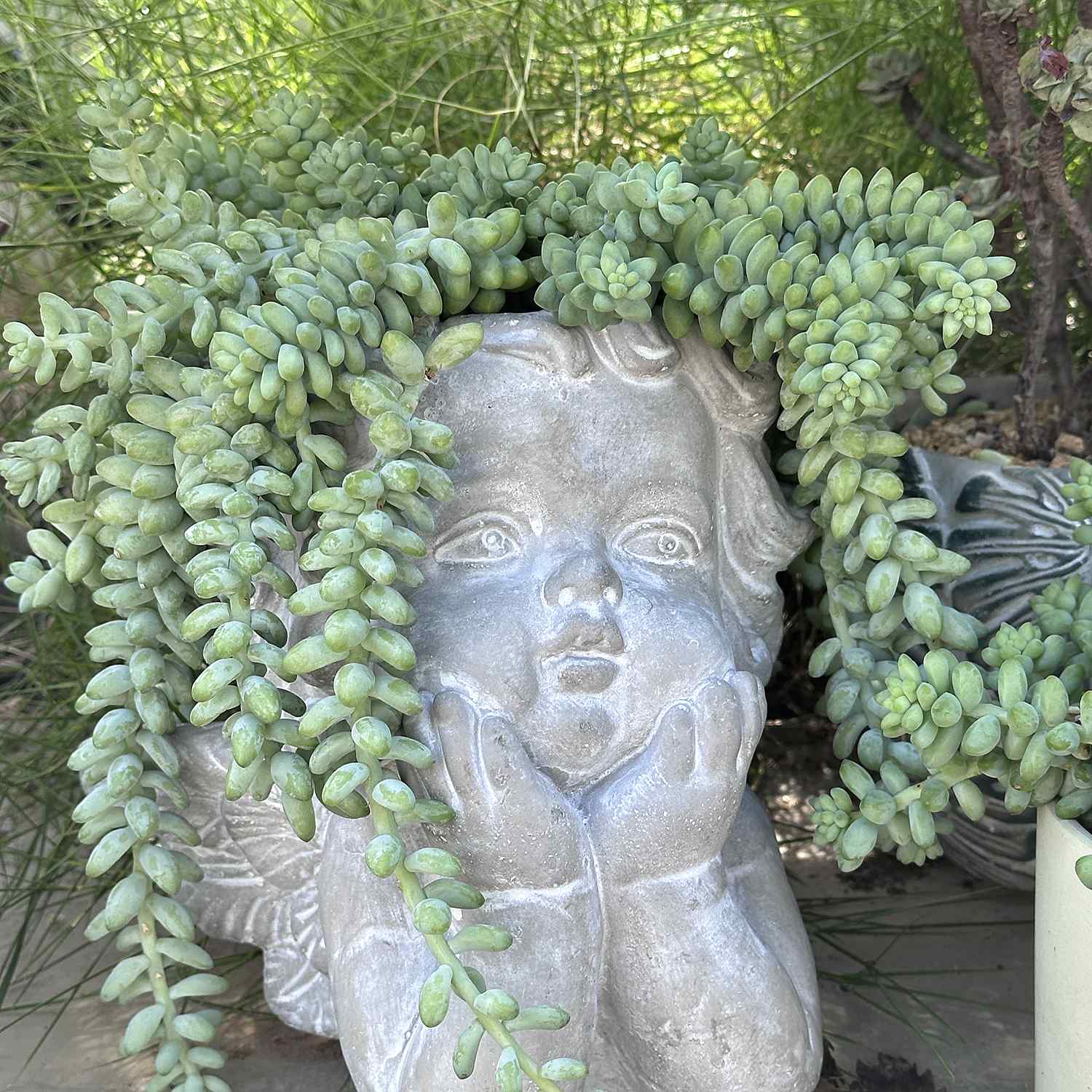 succulent that looks like donkey tail Sedum Morganianum/ Donkey tail/ Burro's tail