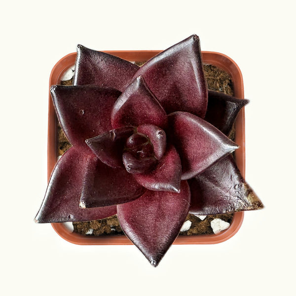 Top-view-of-Echeveria-Red-Knight-Red-Ebony