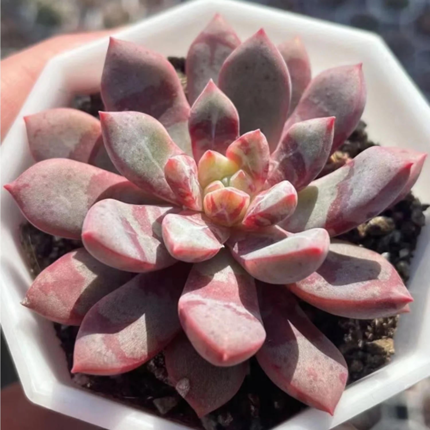 blood succulent target Echeveria Blood Warbler/ Echeveria Alba Aloha – Thenextgardener