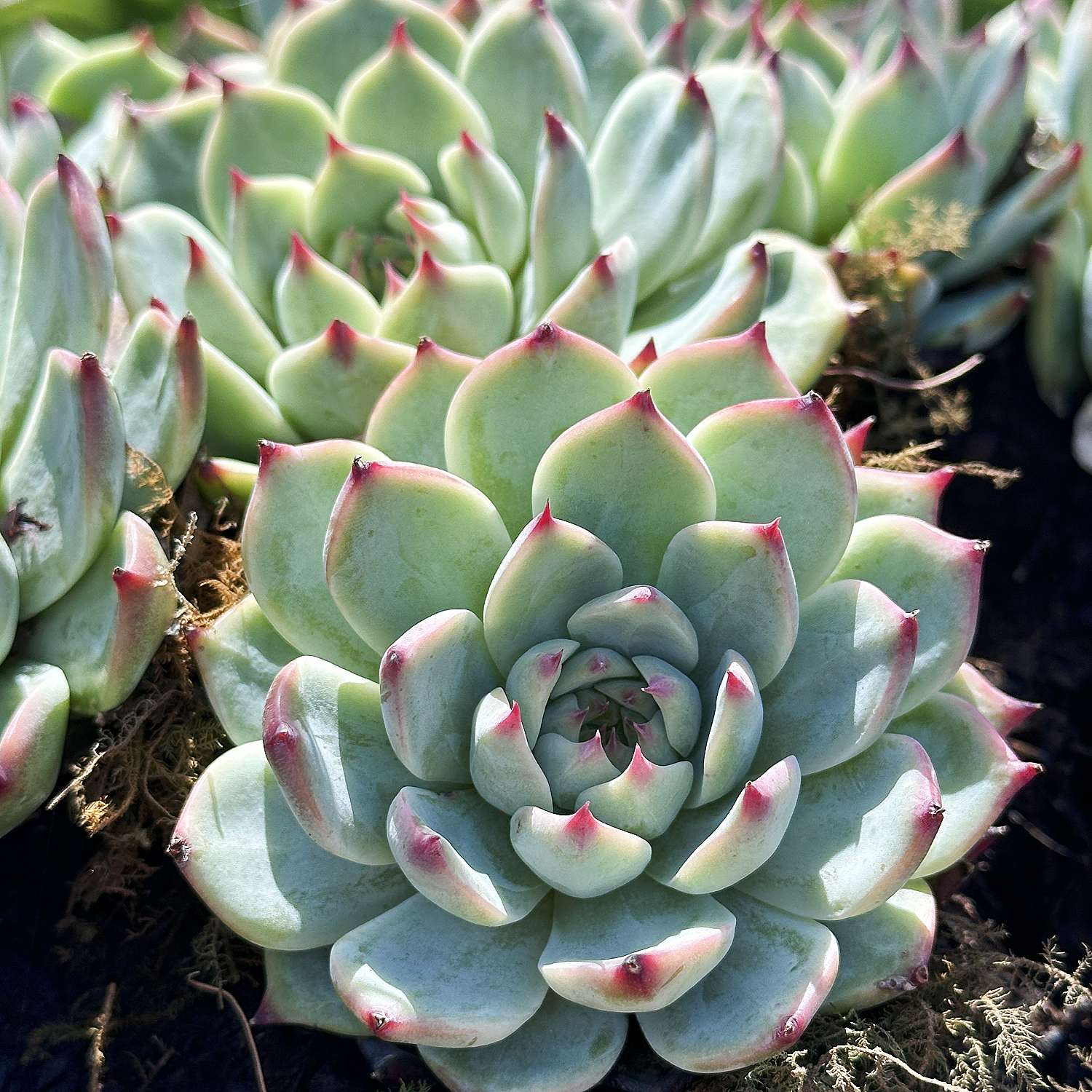 chihuahua flower succulent Echeveria 'Chihuahuaensis'