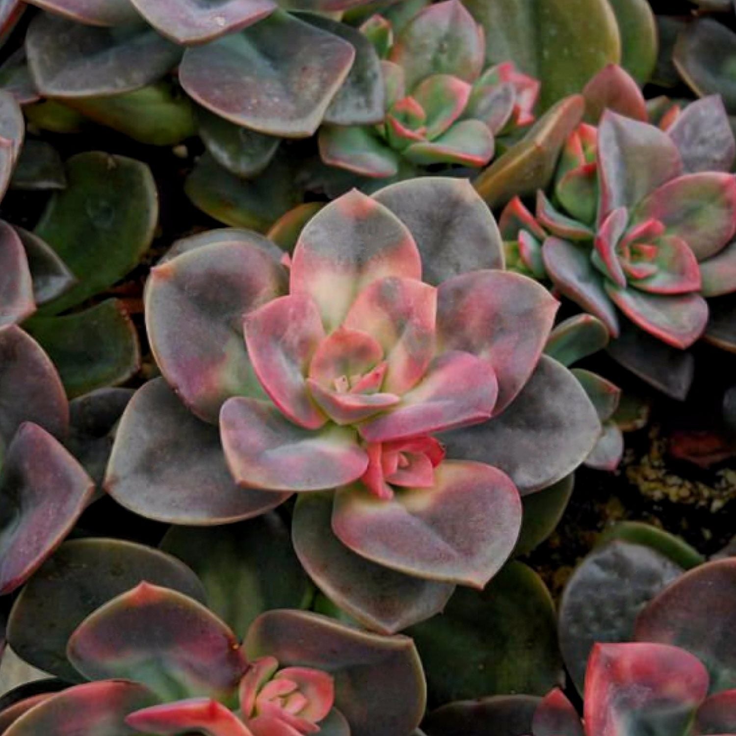 chroma succulent care Echeveria Chroma