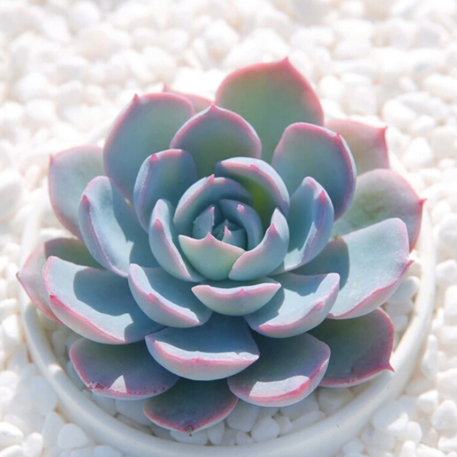 desmetiana succulent Echeveria Desmetiana de Smelt 3 Plants