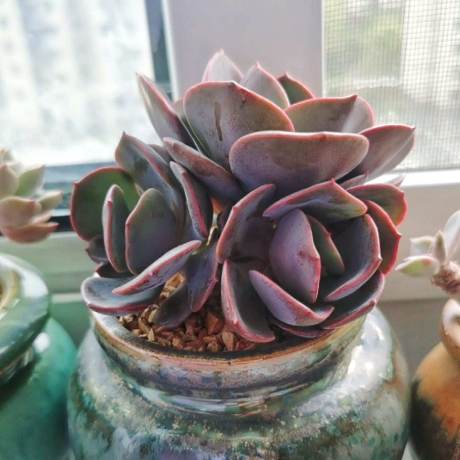 dusty succulents Echeveria Dusty Rose (4 inch)