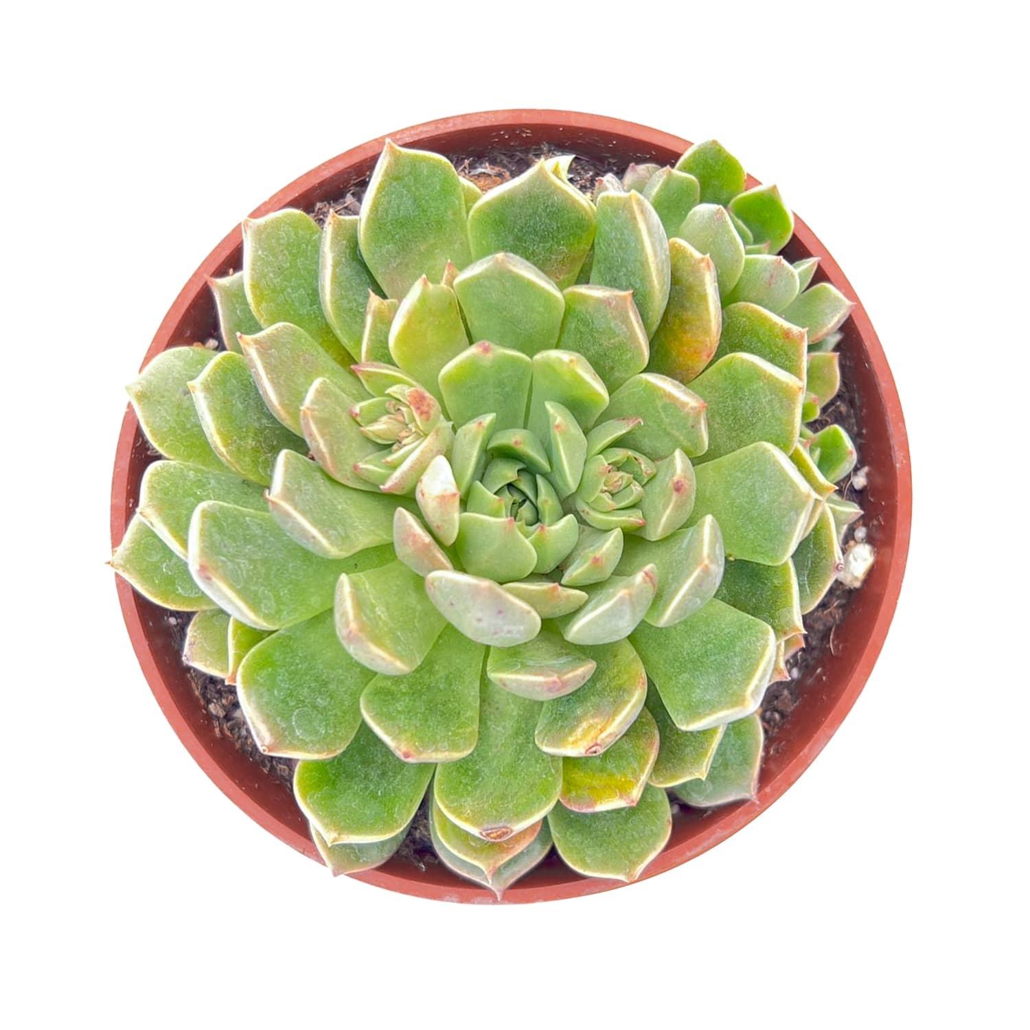 olivia succulent Echeveria Olivia (4 inch)