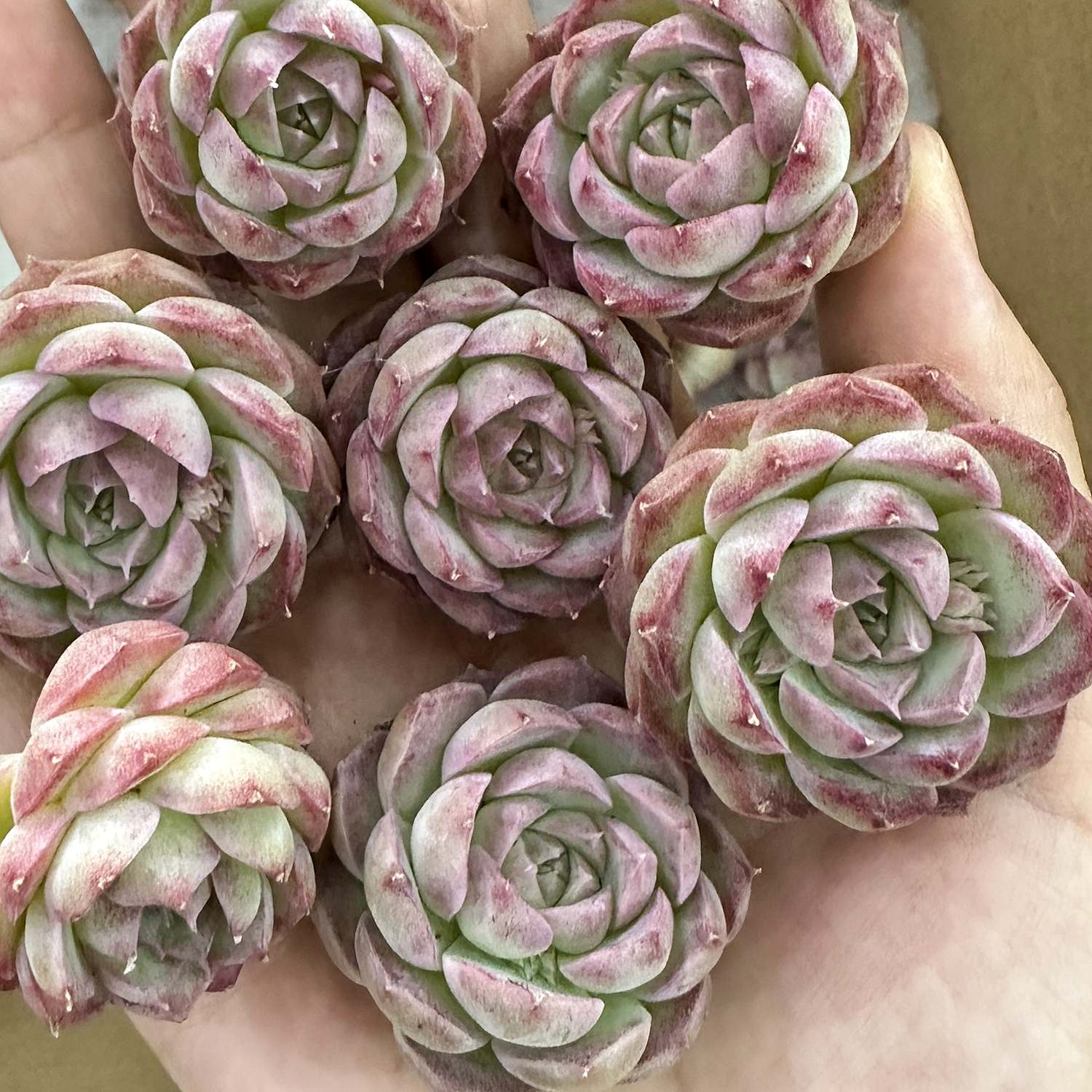 rose queen succulent Echeveria 'Pink Queen'