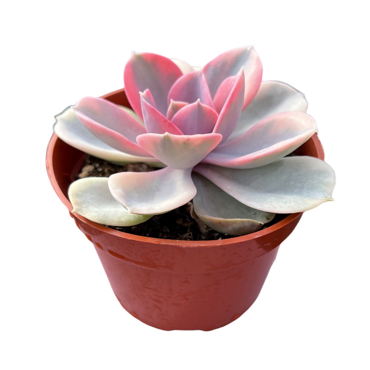 rainbow echeveria succulent Echeveria Rainbow (4 inch)(Limited) 10 Plants