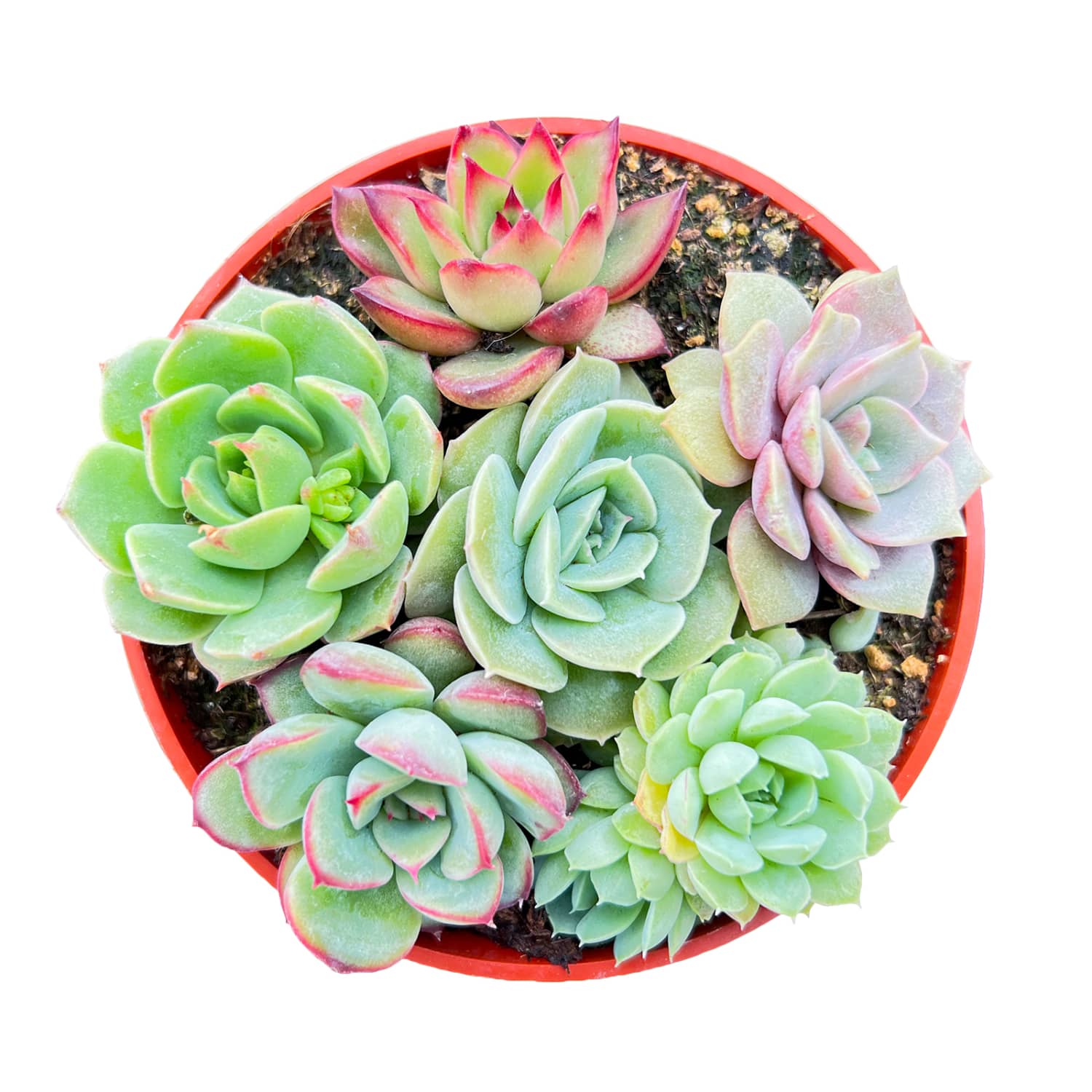four leaf succulent Echeveria Succulent Arrangement (4 inch)
