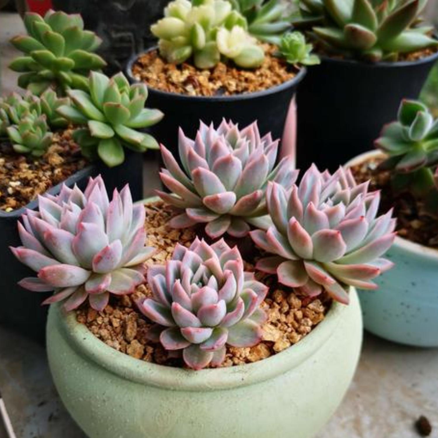 echeveria violet queen succulent Echeveria Violet Queen