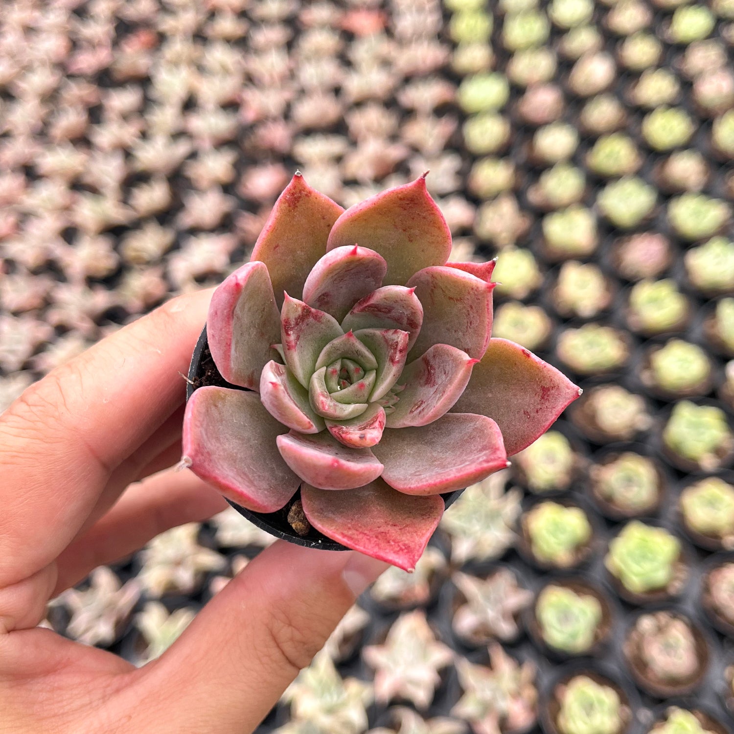 hwaga succulent Echeveria The Next Gardener Meiya