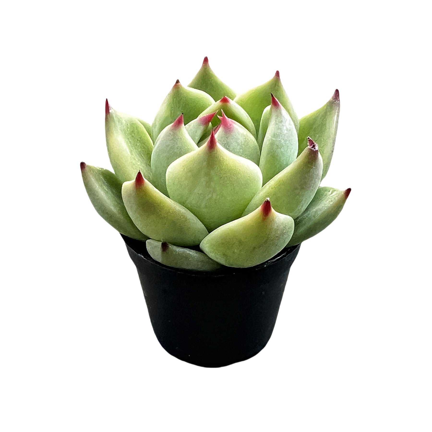 rojas succulents fallbrook Echeveria Agavoides 'Blue Dragon'