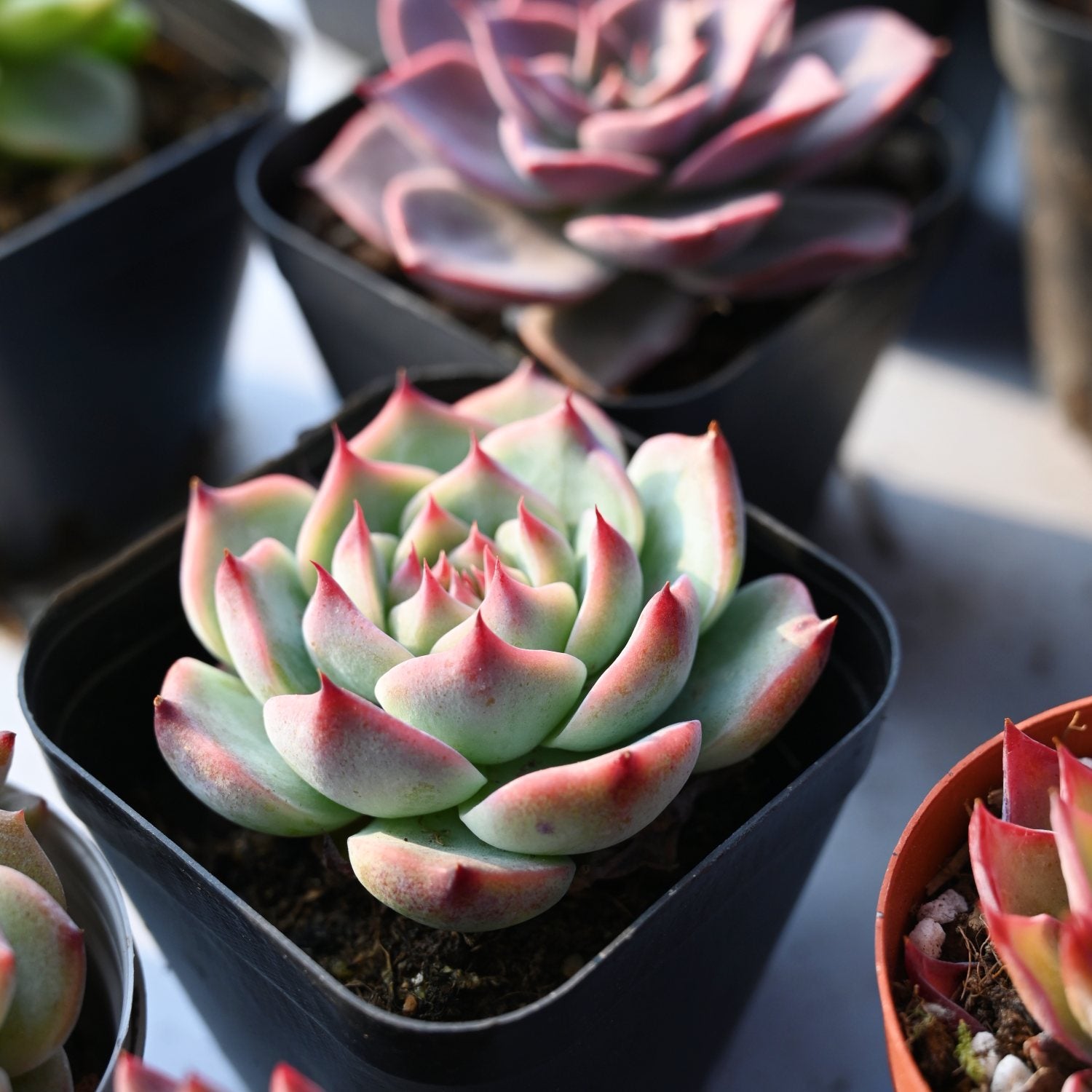 chihuahuaensis succulent Echeveria 'Chihuahuaensis'