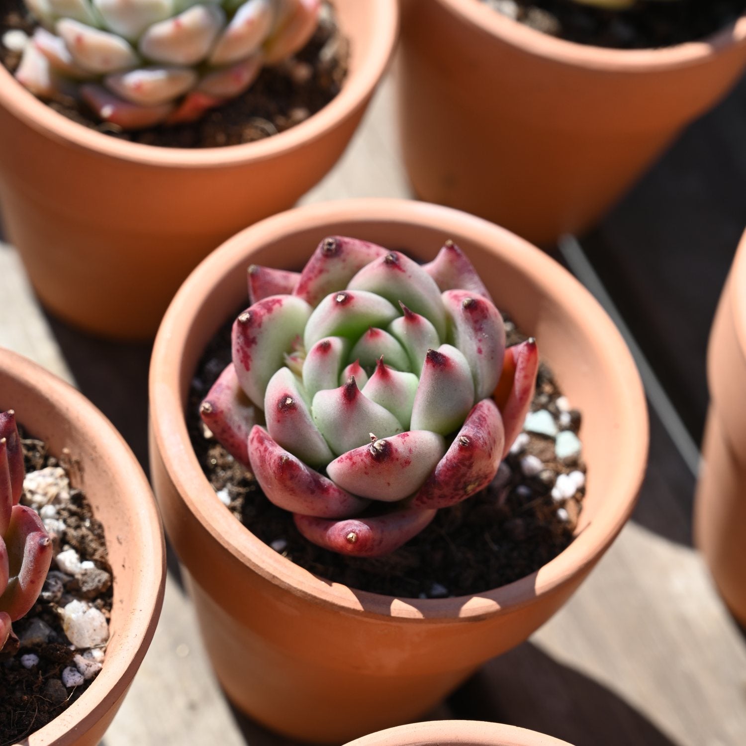 honey pink succulent Echeveria 'Honey Pink'