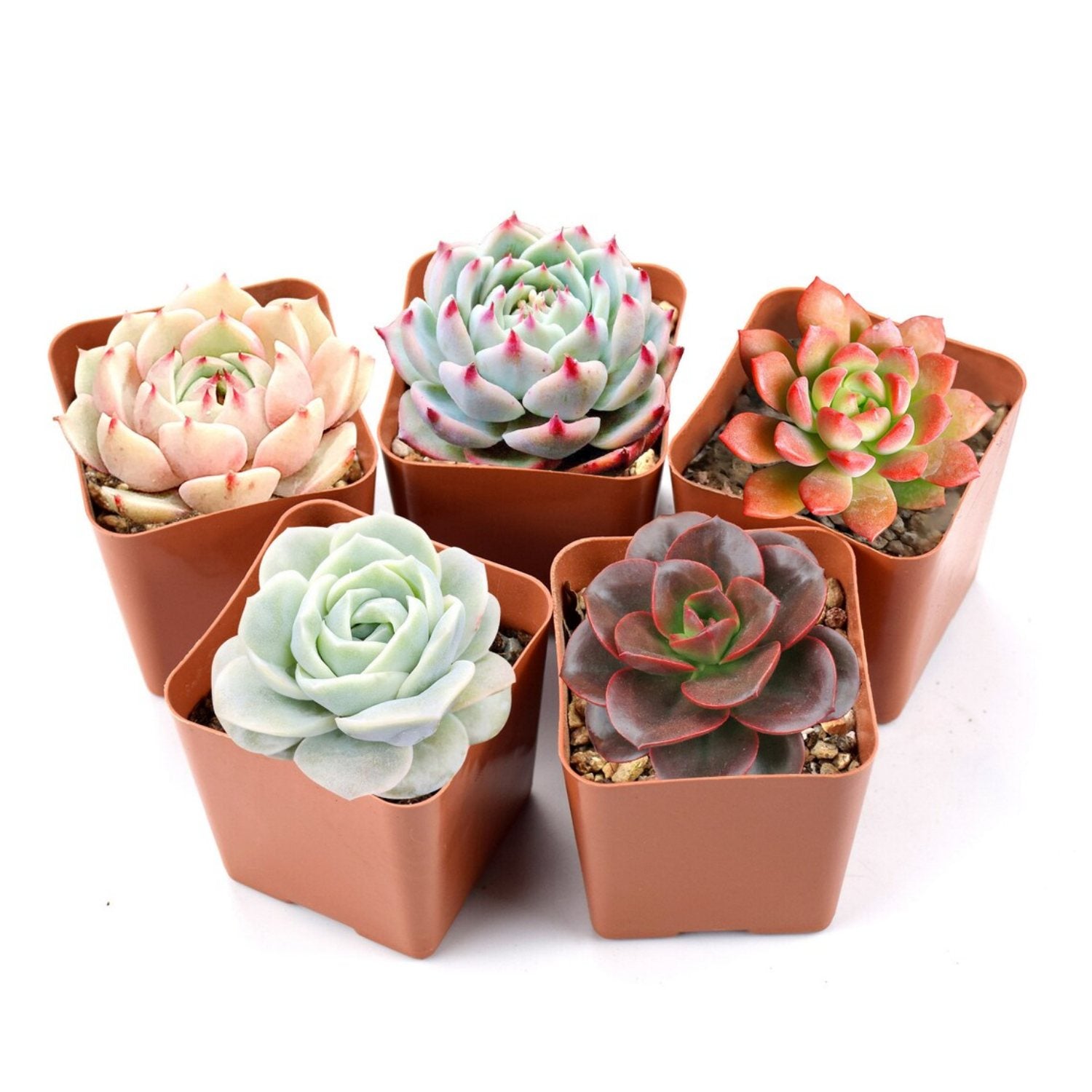 mini live succulents 5 Assorted Rosettes Succulent for Beginners