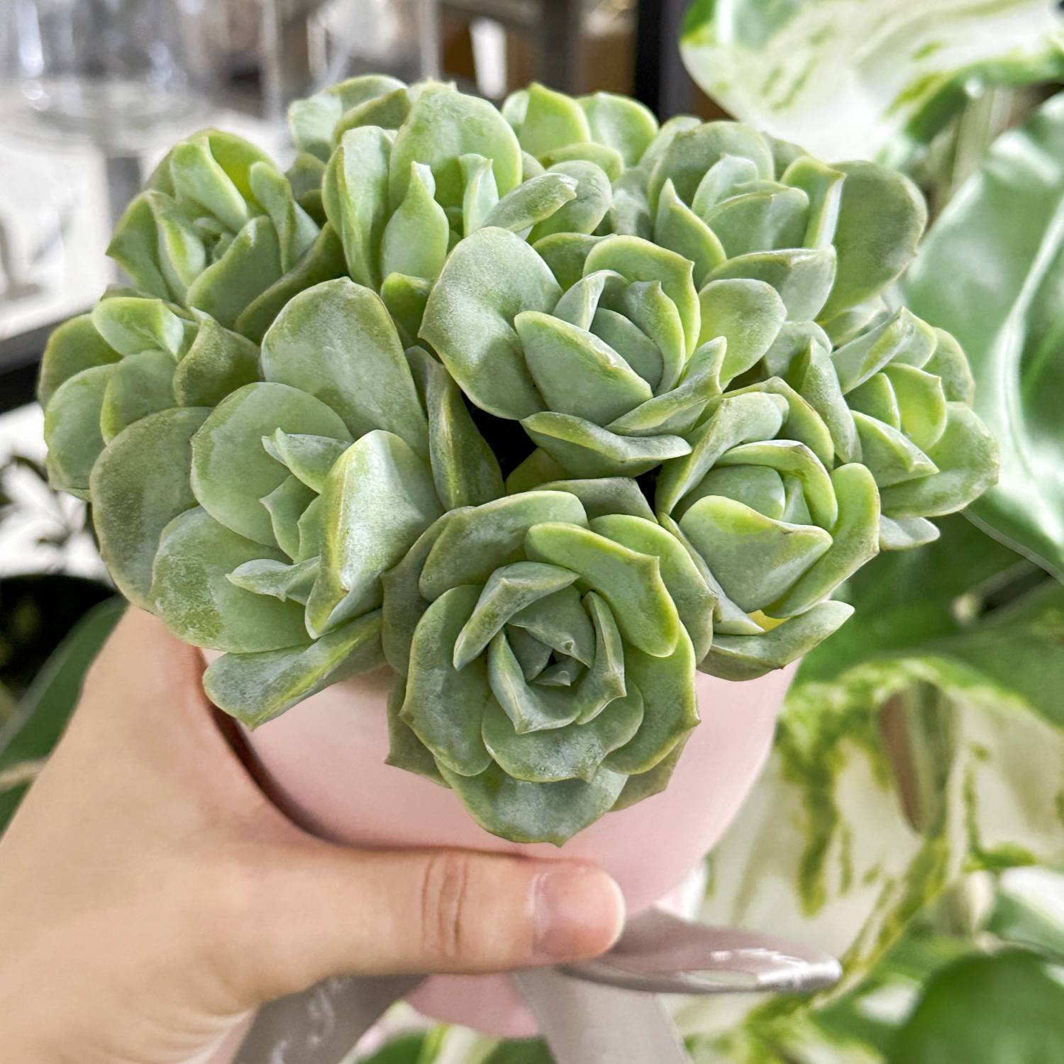 rose succulent plant x Graptoveria 'Lovely Rose' Set