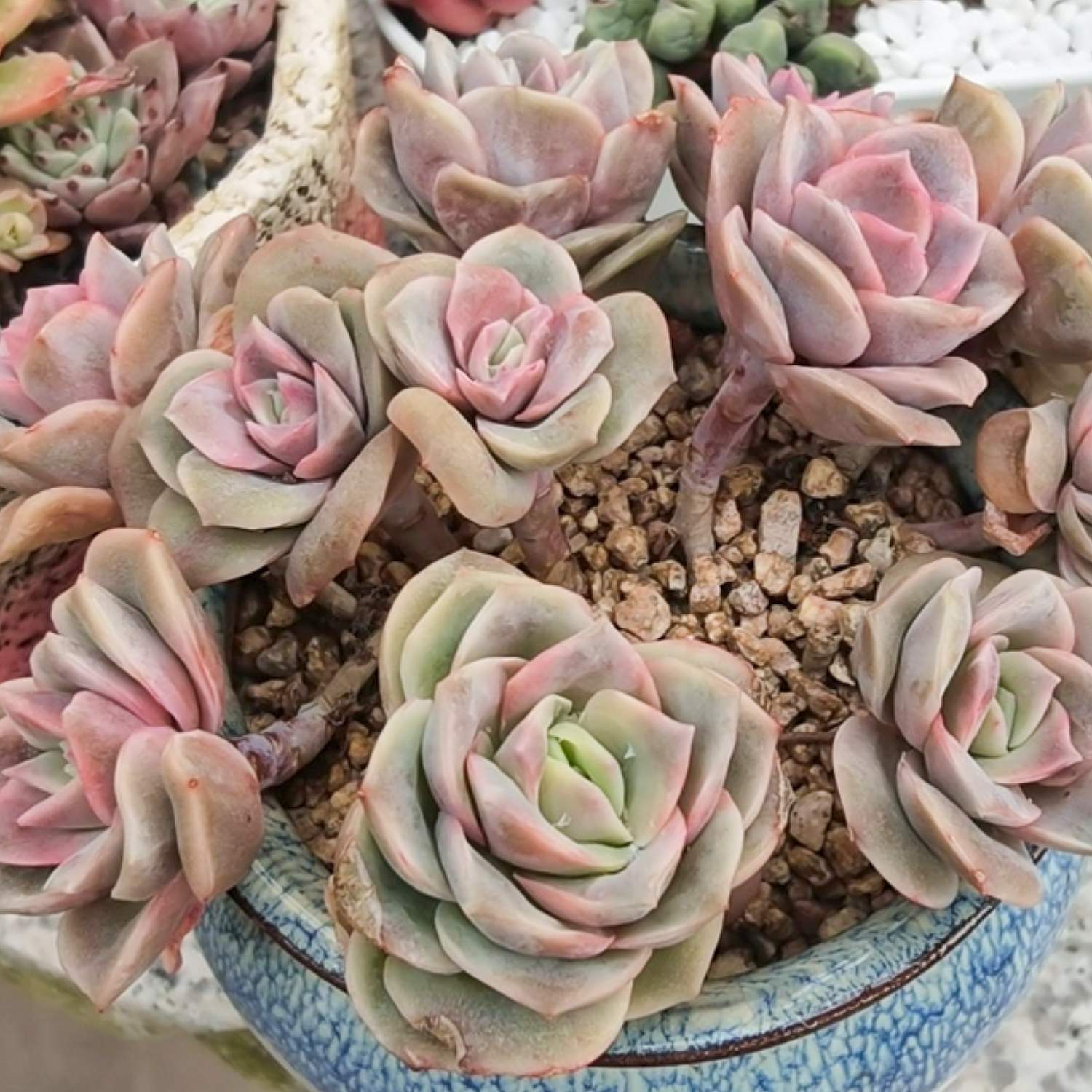 korean rose succulent x Graptoveria 'Lovely Rose'