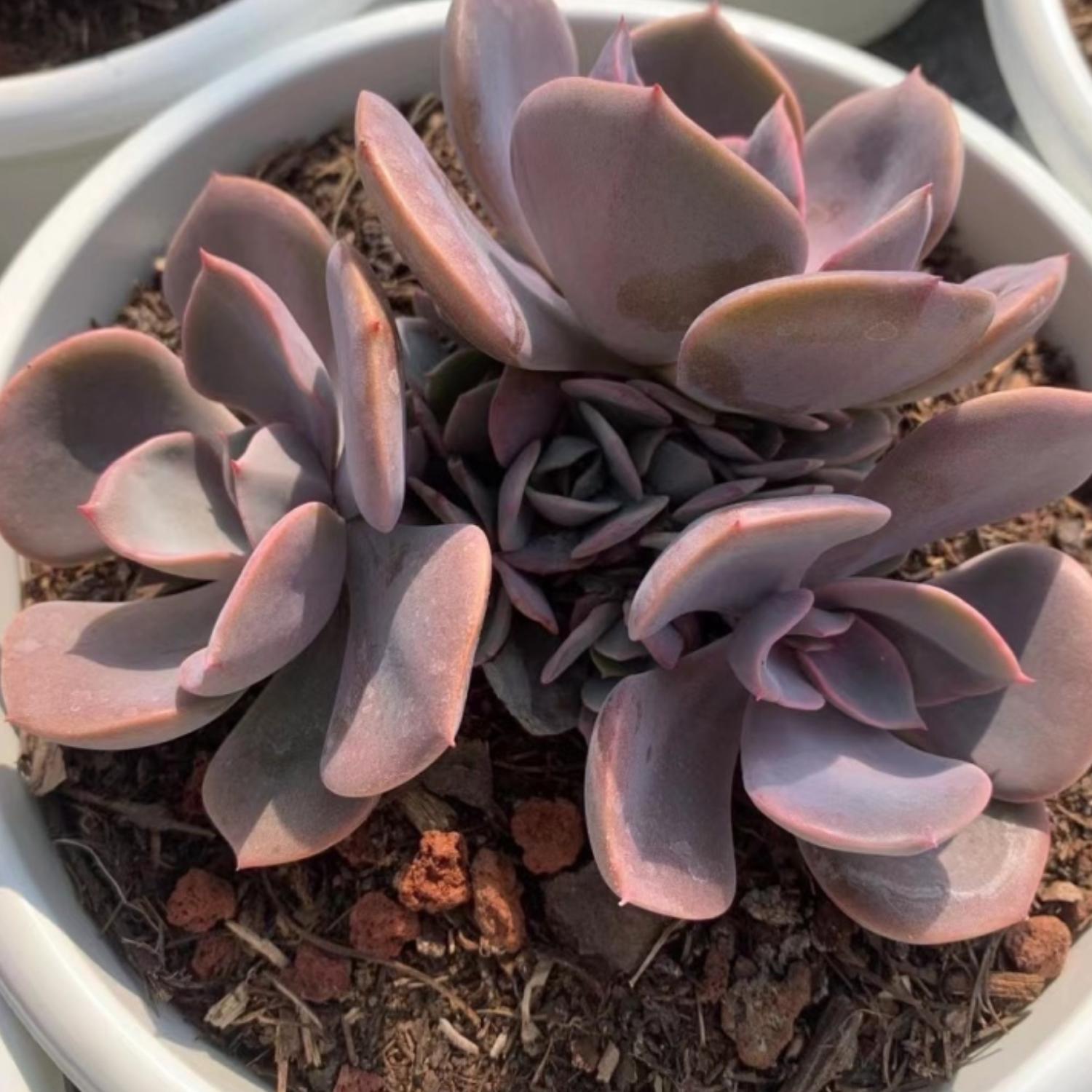 dusty rose succulent care Echeveria Dusty Rose (4 inch)