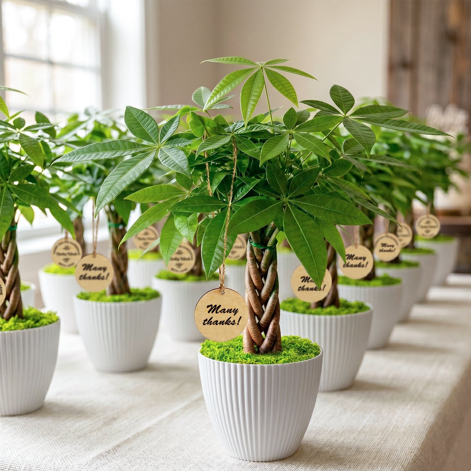 Money Tree Plant Gift for Business Events, Community Gifts