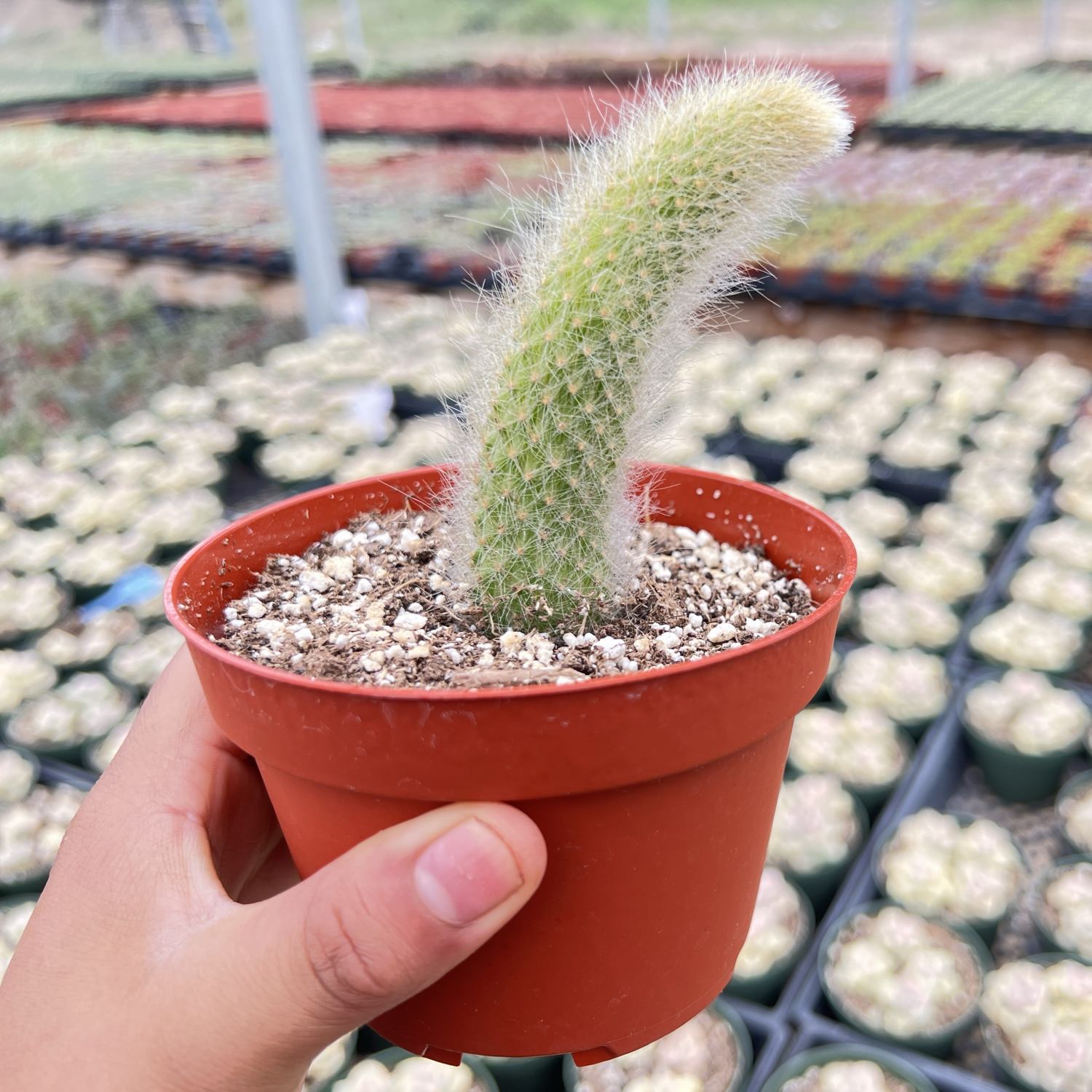monkey tail succulent for sale Monkey Tail Cactus / Hildewintera colademononis (4 inch)