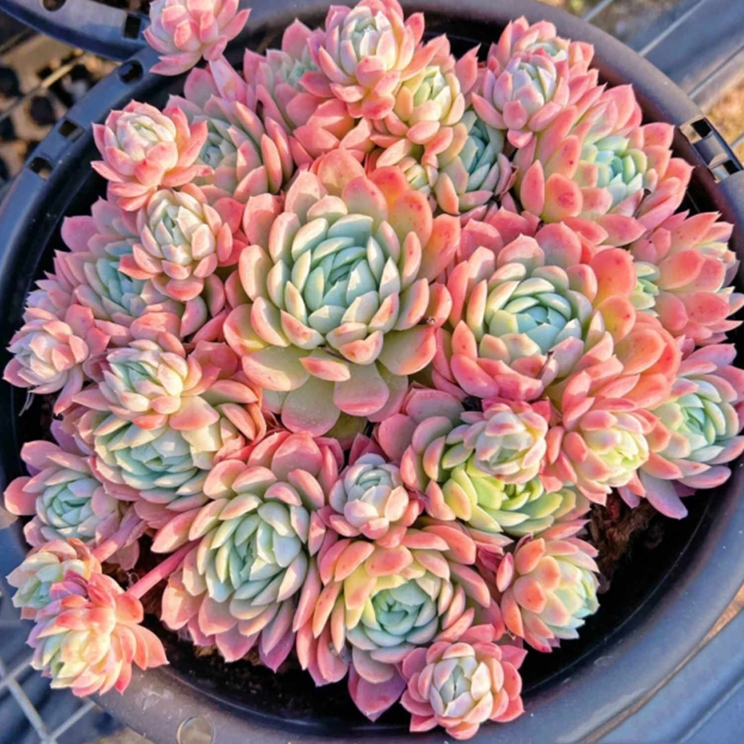 ice succulent plant Echeveria Elegans Raspberry Ice