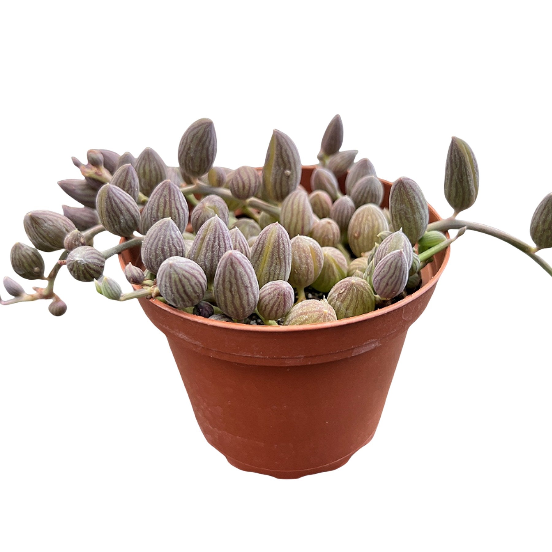 succulents for sale near me String of Watermelons / Senecio Herreanus (4 inch)