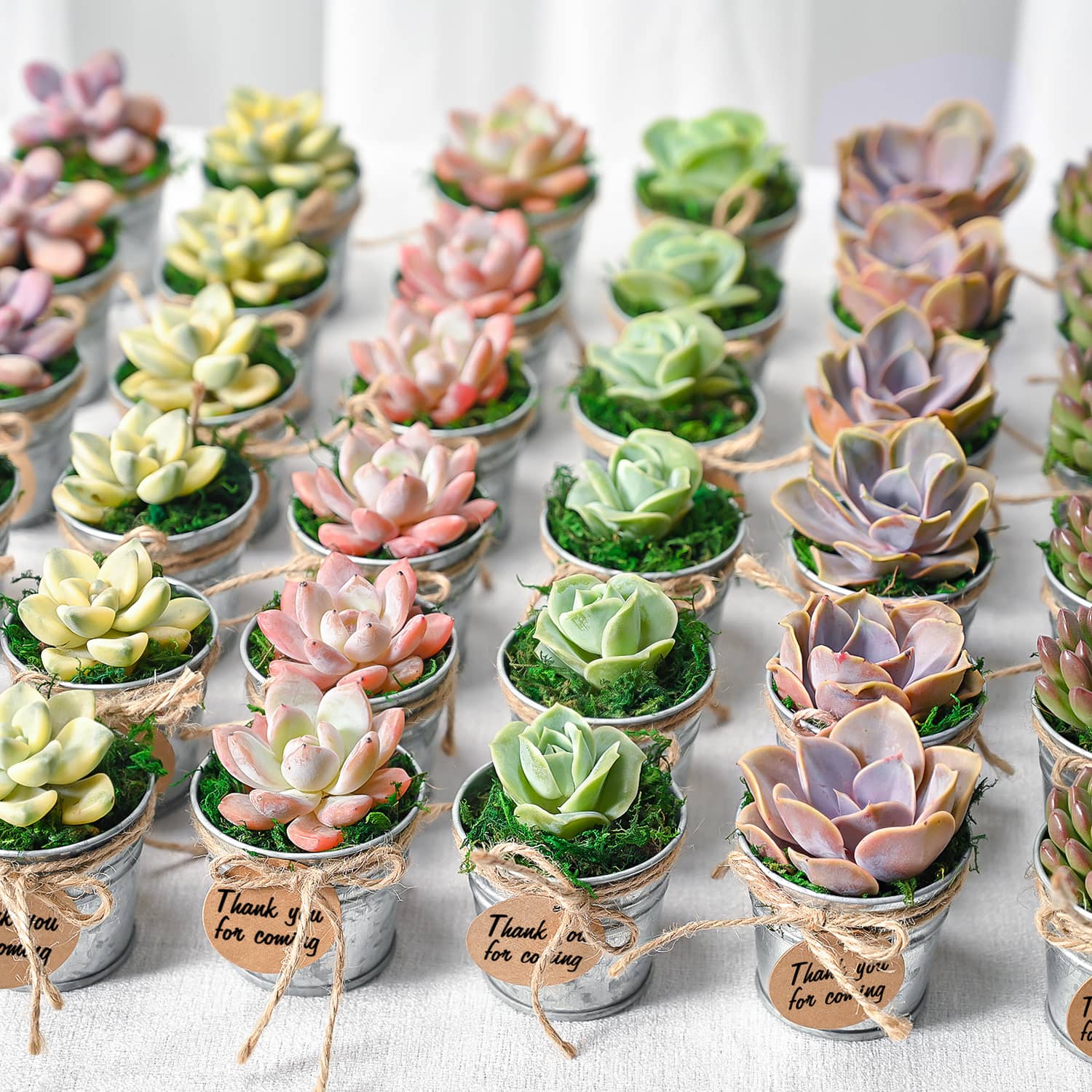 succulent mini plant Mini Classic Metal Bucket Succulent Favors (Tag Custom Supported)