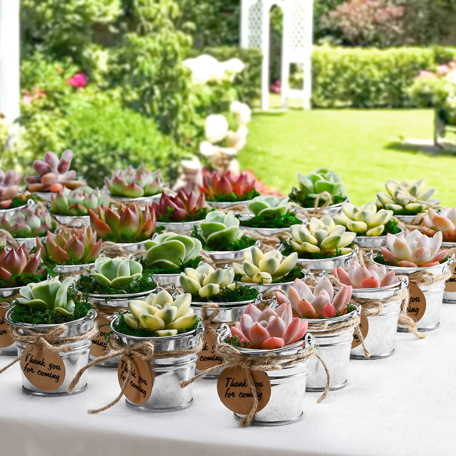 Mini Succulent Party Favors Geetery 101 Pcs Watch Me Grow