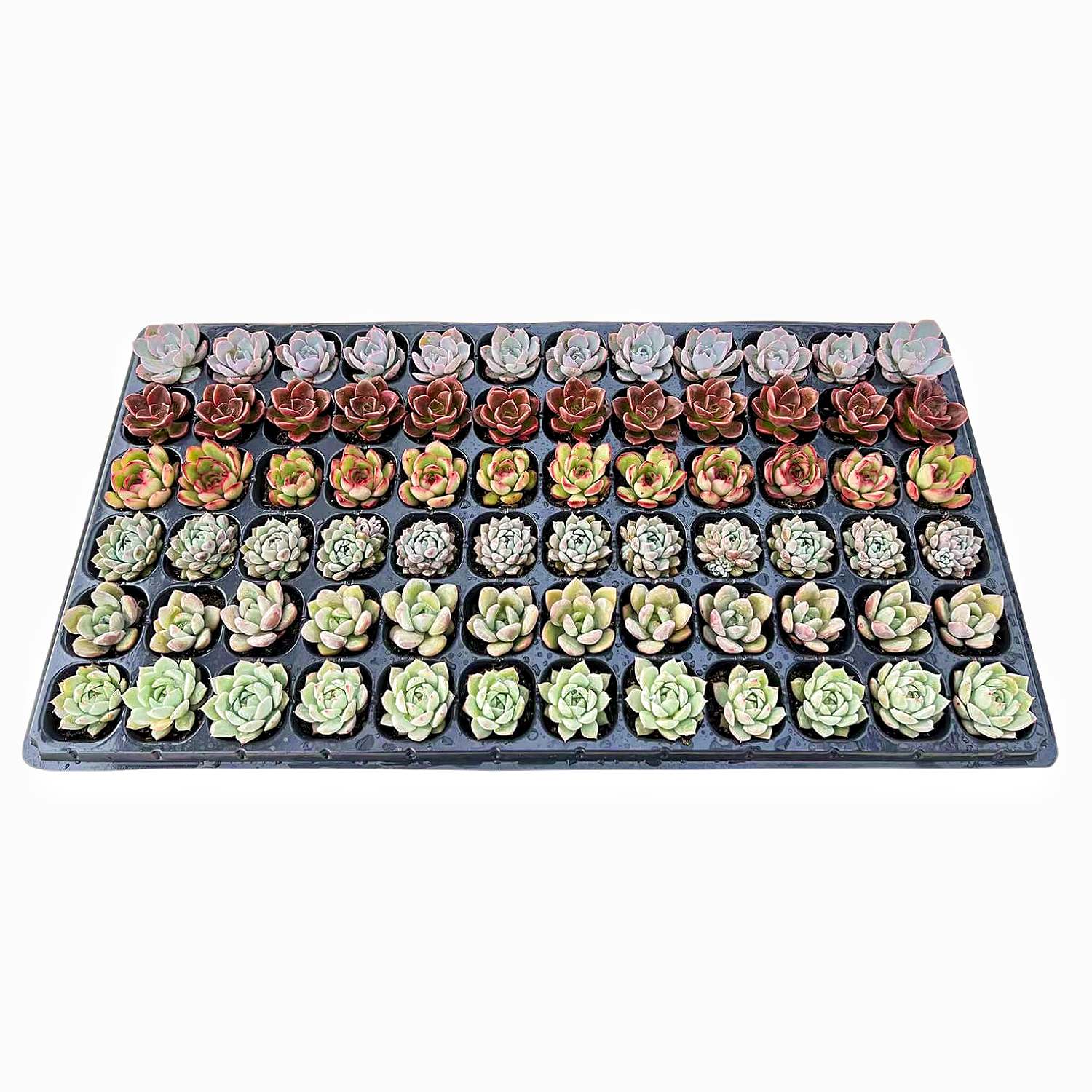 succulent plug trays Assorted Rosette Succulent 72 Plug Tray (6 Varieties)