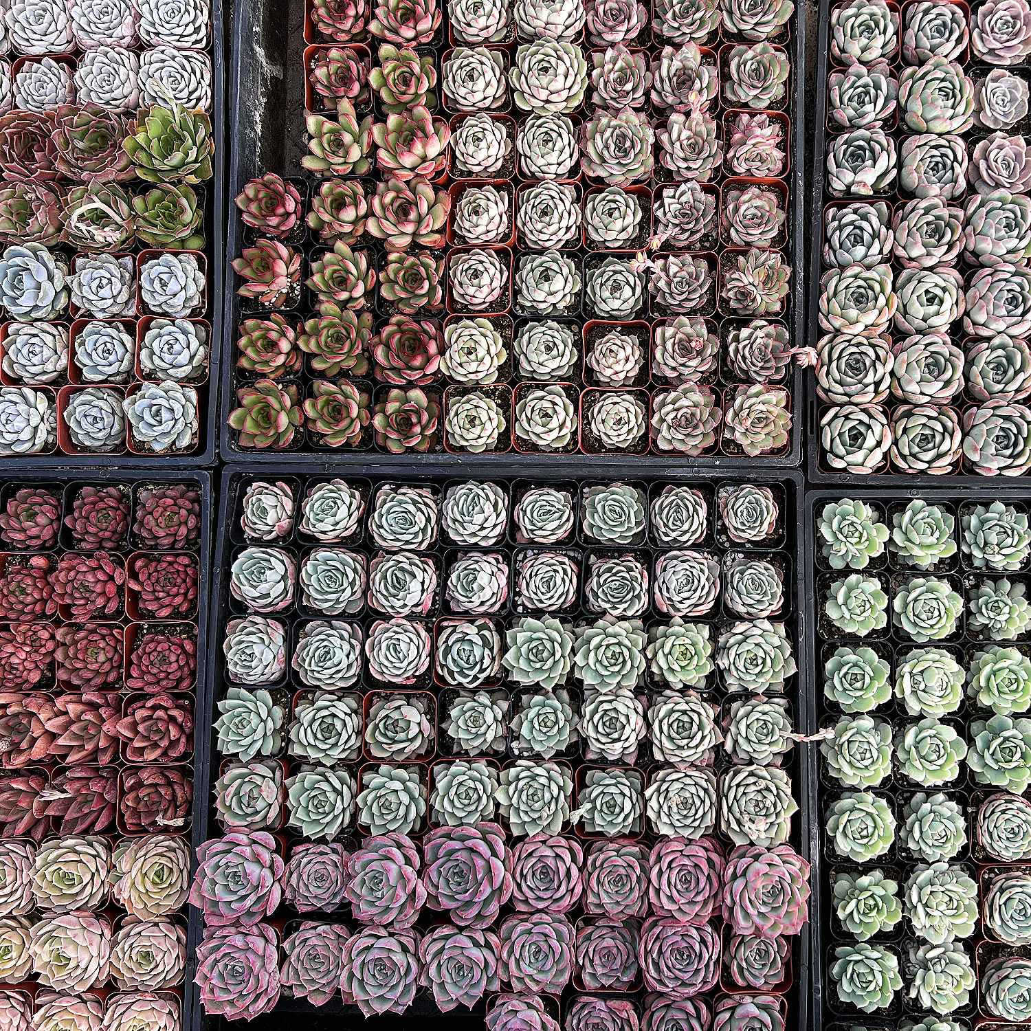 buy succulents dc 40 Assorted Rosettes Succulent Bulk