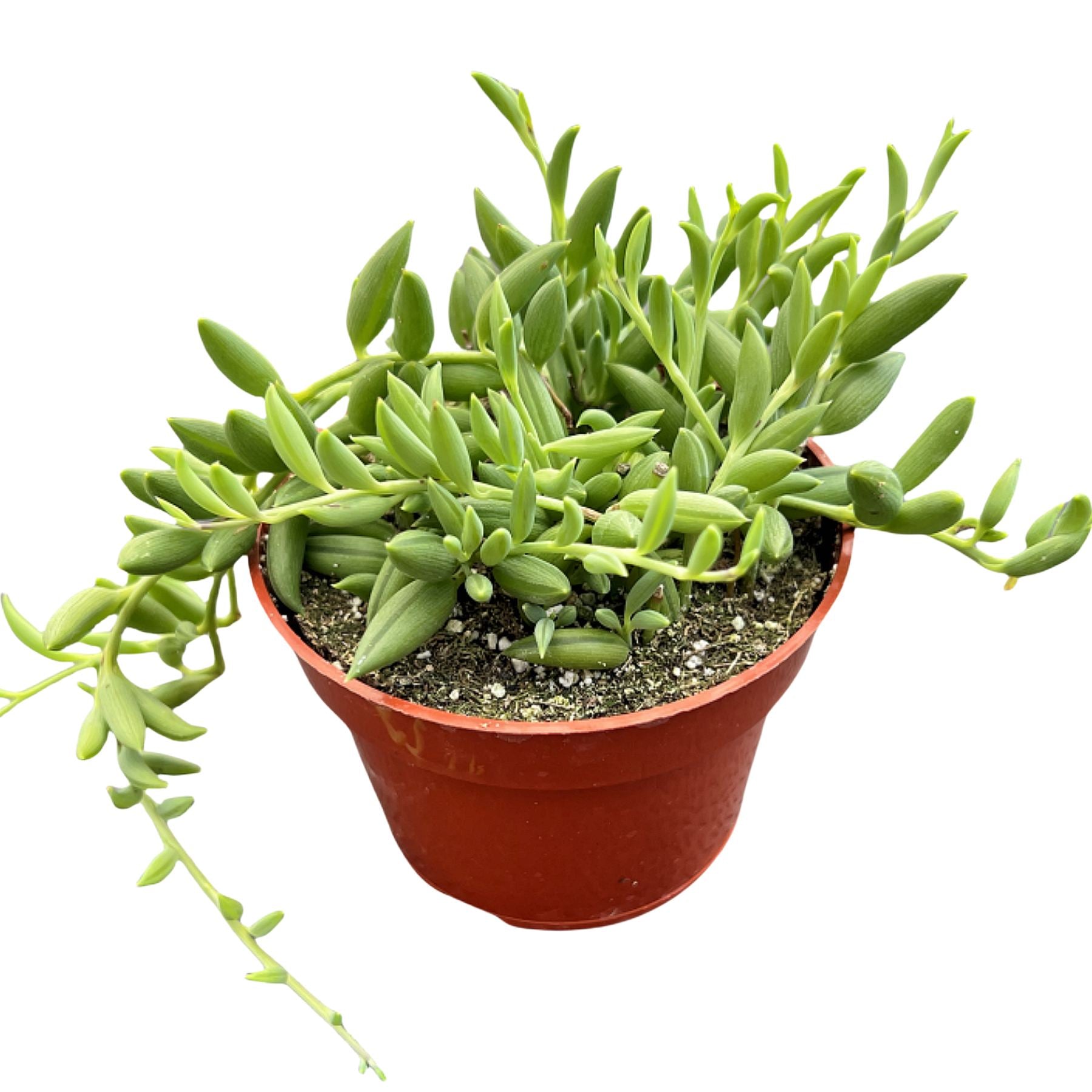 string of bananas succulent String of Bananas / Senecio Radicans (4 inch)