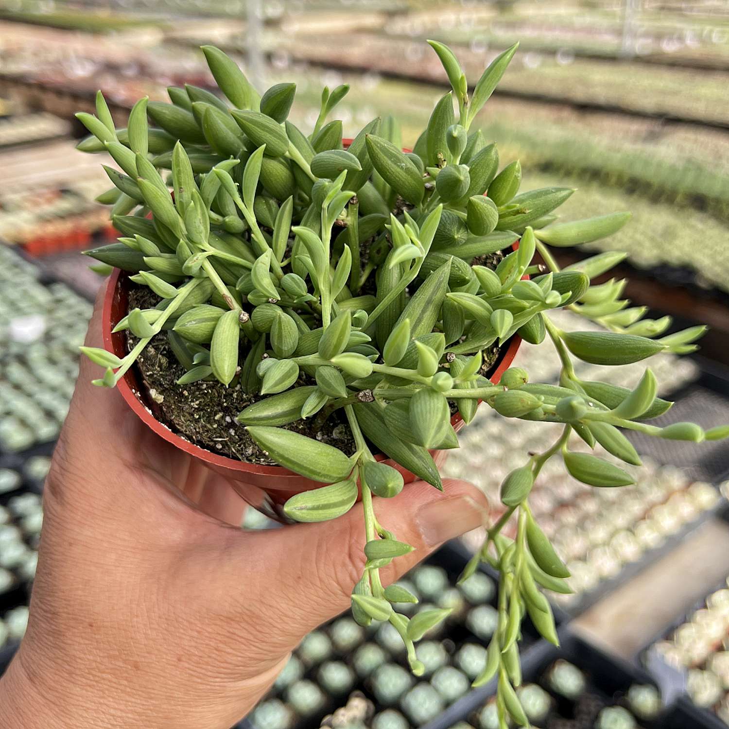 banana succulents String of Bananas / Senecio Radicans (4 inch)