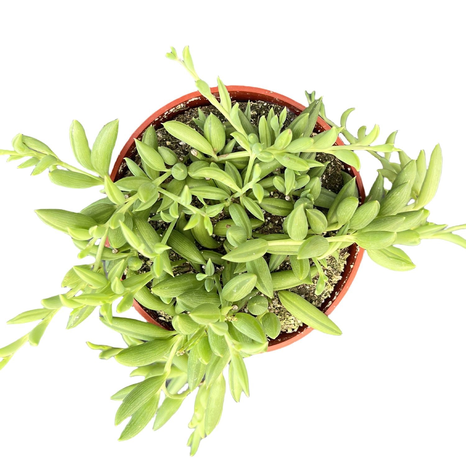 string of bananas succulents String of Bananas / Senecio Radicans (4 inch)