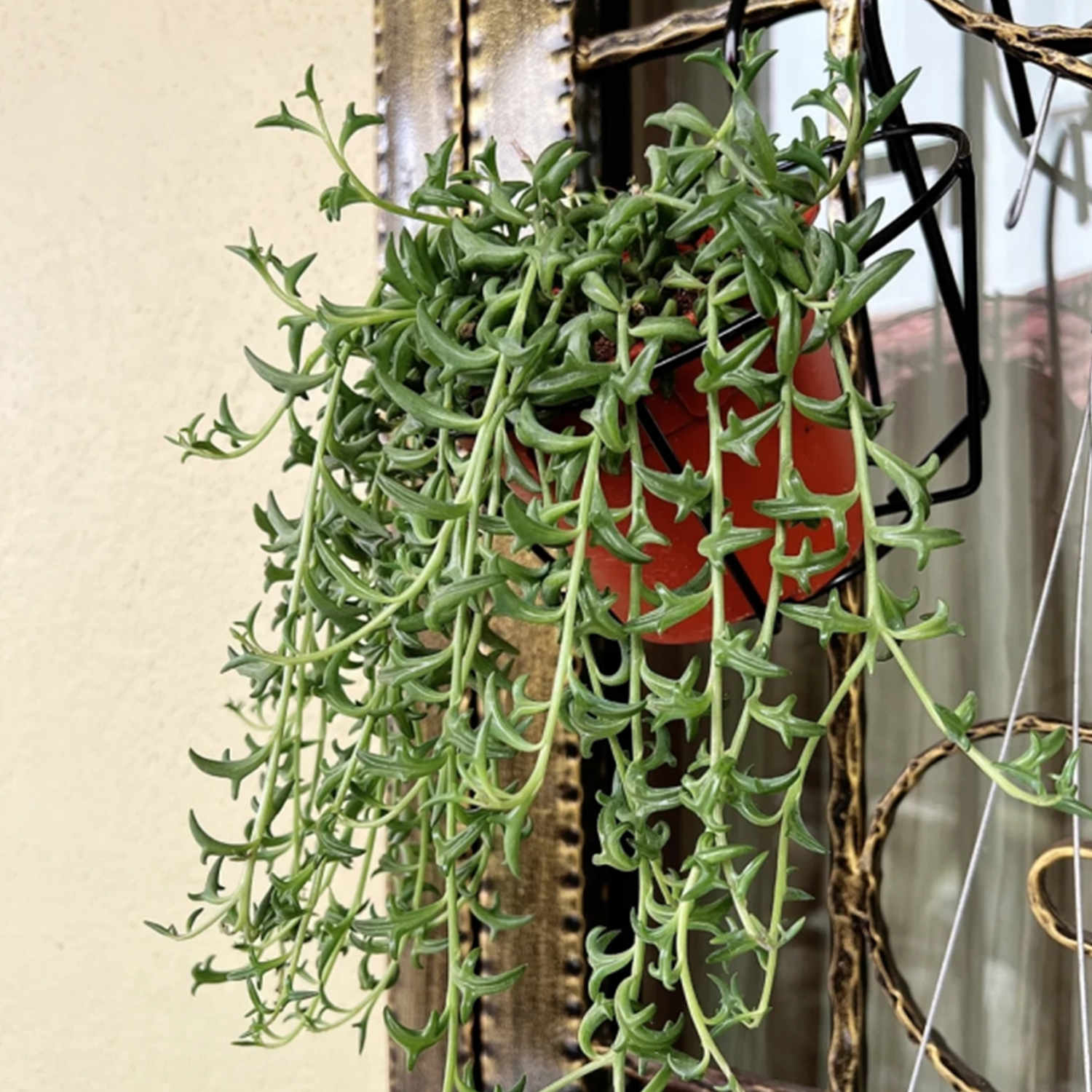 where to buy dolphin succulents near me String of Dolphins/Senecio Peregrinus (4 inch)