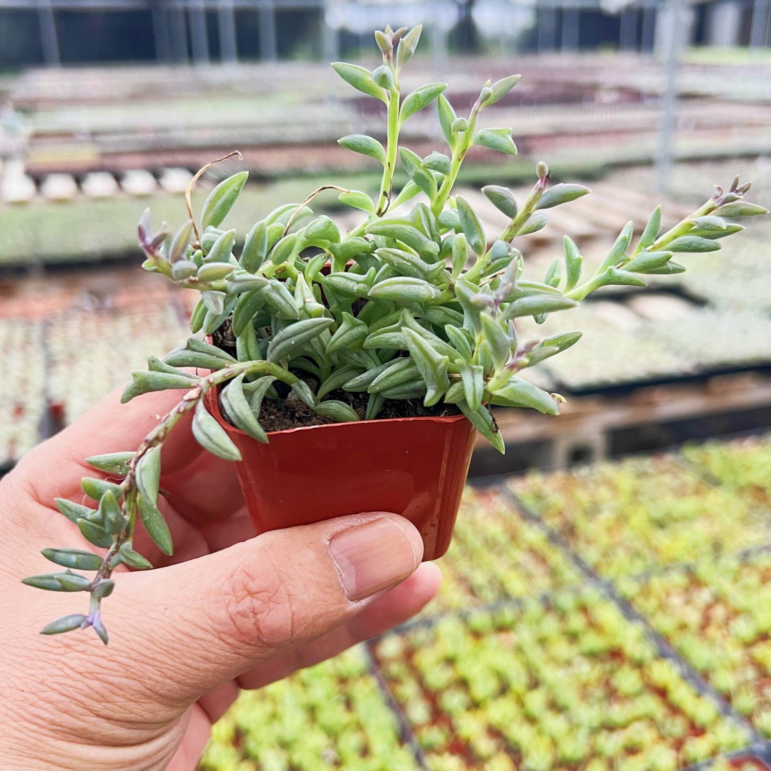 succulent dolphin String of Dolphins (Senecio Peregrinus)
