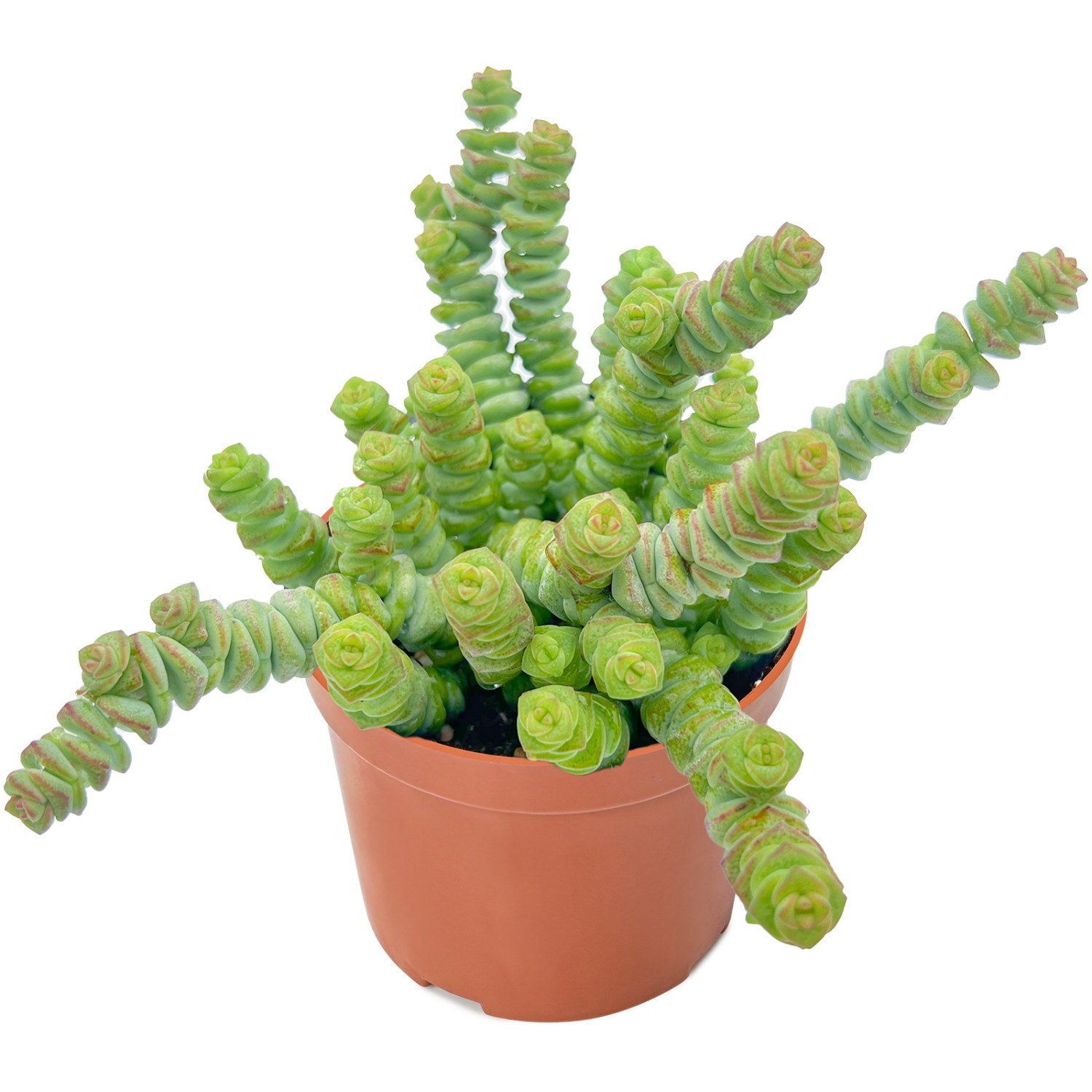 etsy succulent necklace Crassula 'Baby's Necklace' (4 inch)