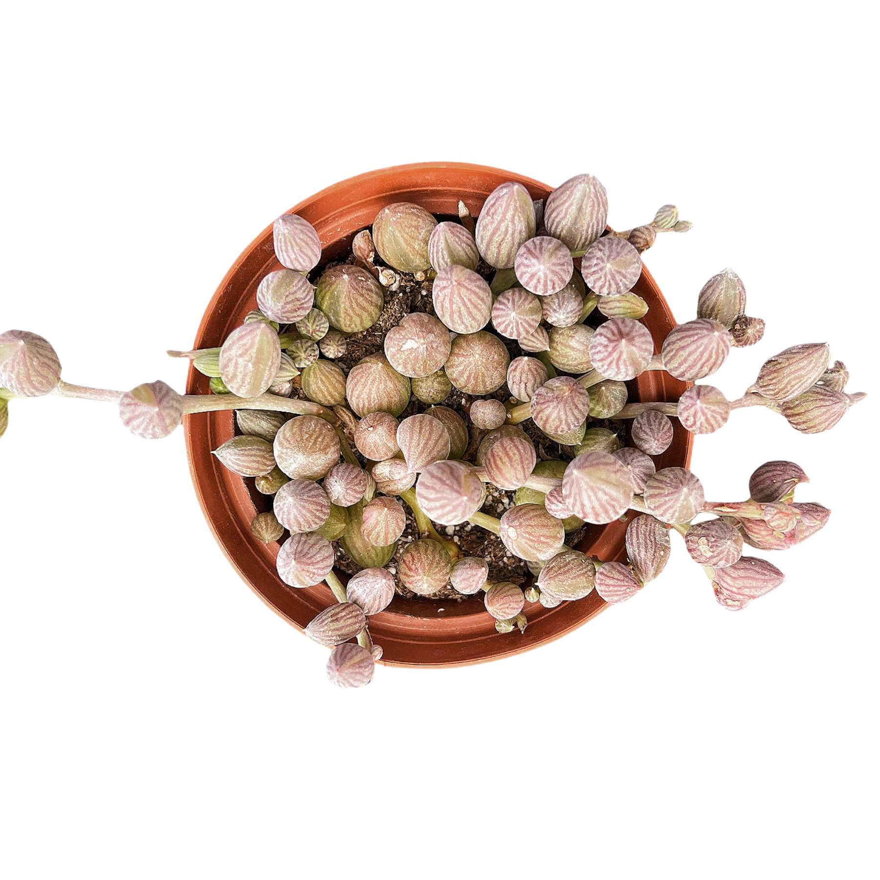 watermelon succulent String of Watermelons / Senecio Herreanus (4 inch)