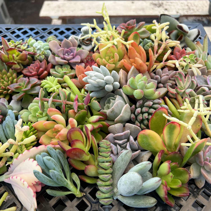 assorted-succulent-clippings