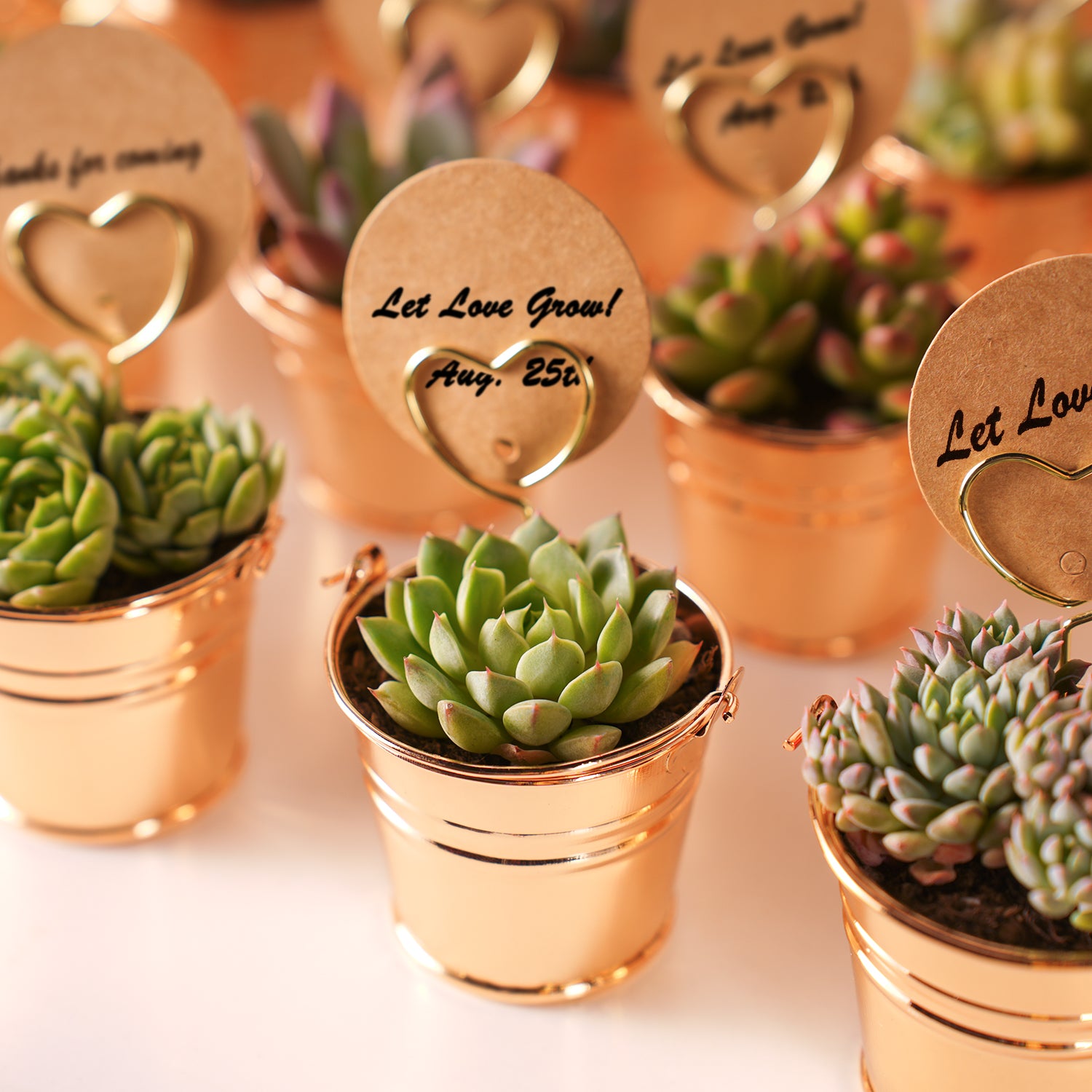 mail succulent gift Champagne Gold Metal Bucket Succulent Favors