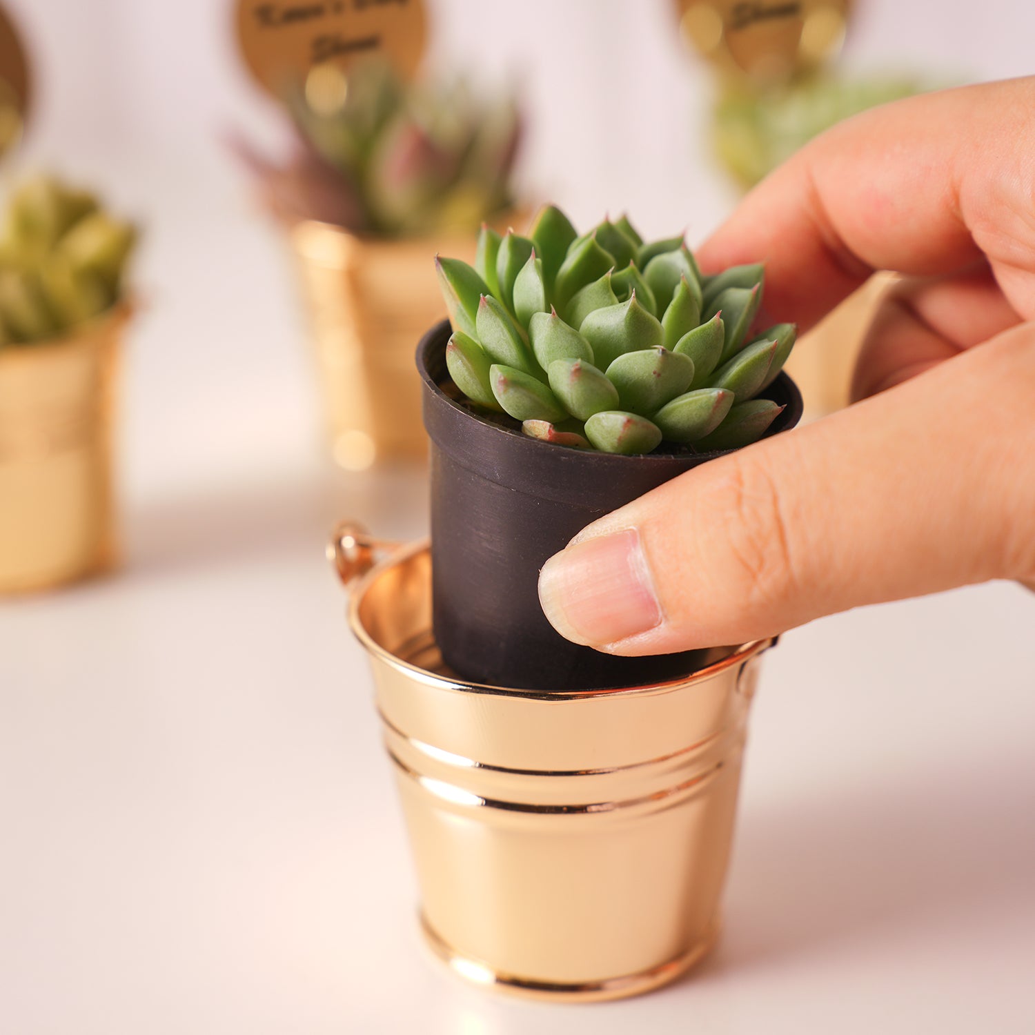 gold pot succulent Champagne Gold Metal Bucket Succulent Favors