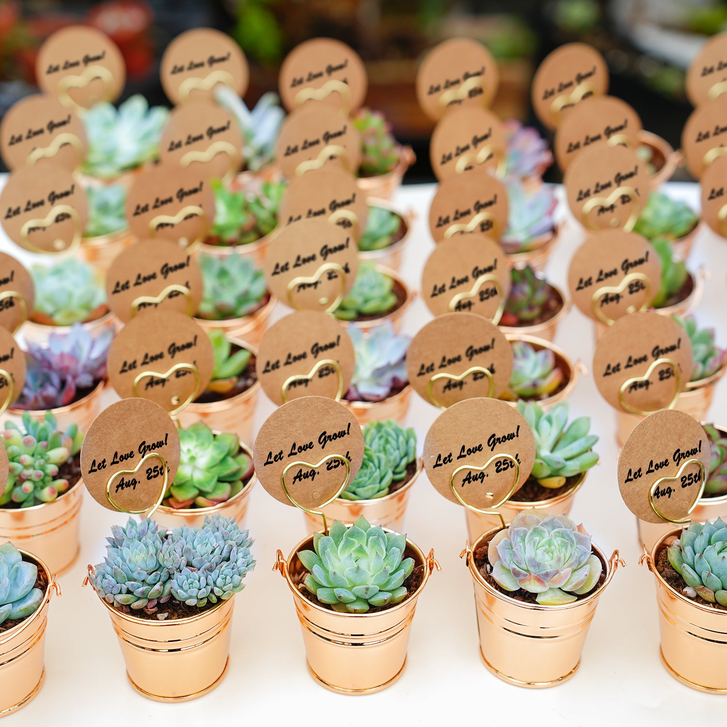 baby shower succulent favors Champagne Gold Metal Bucket Succulent Favors