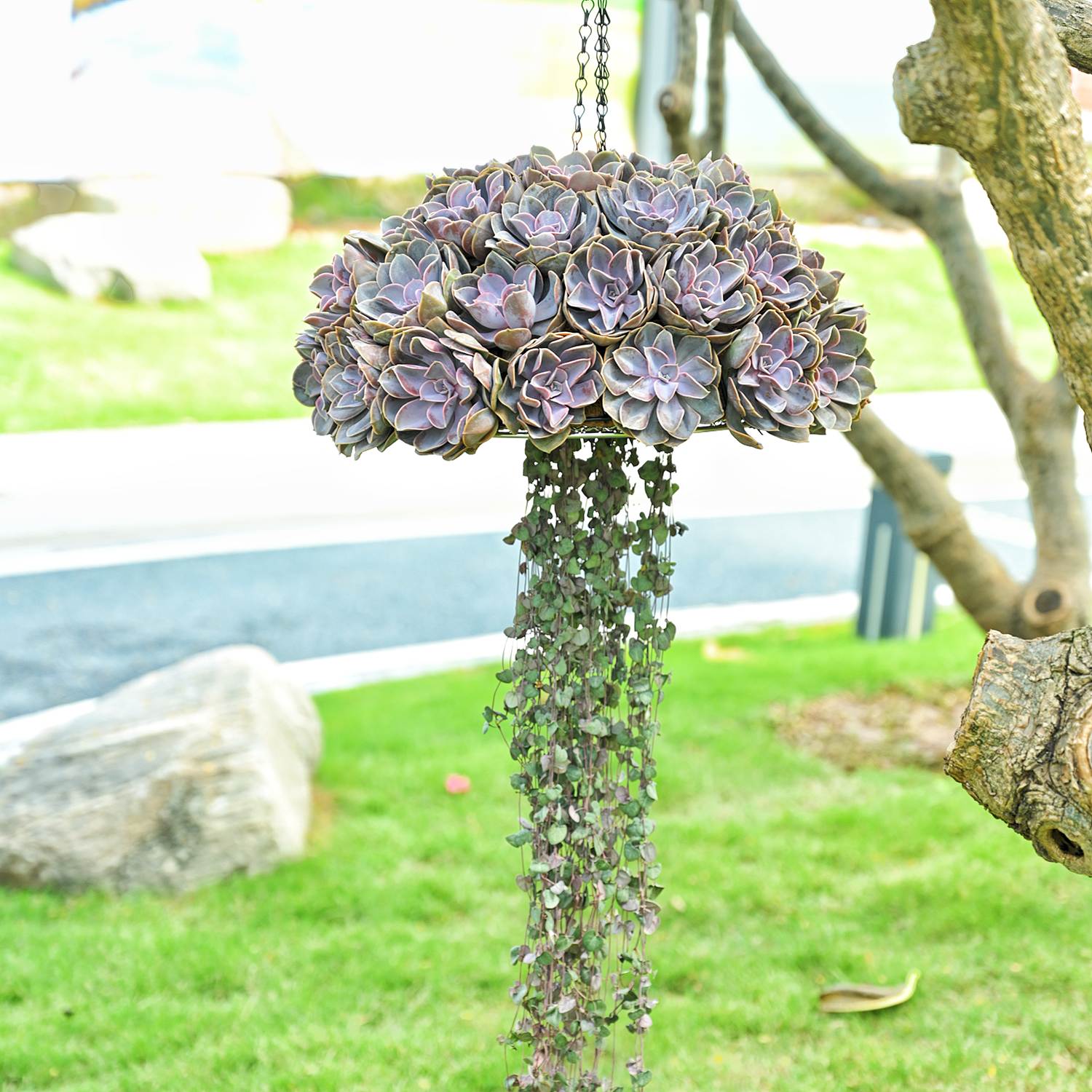 jellyfish succulent hanging basket Echeveria 'Perle von Nürnberg'
