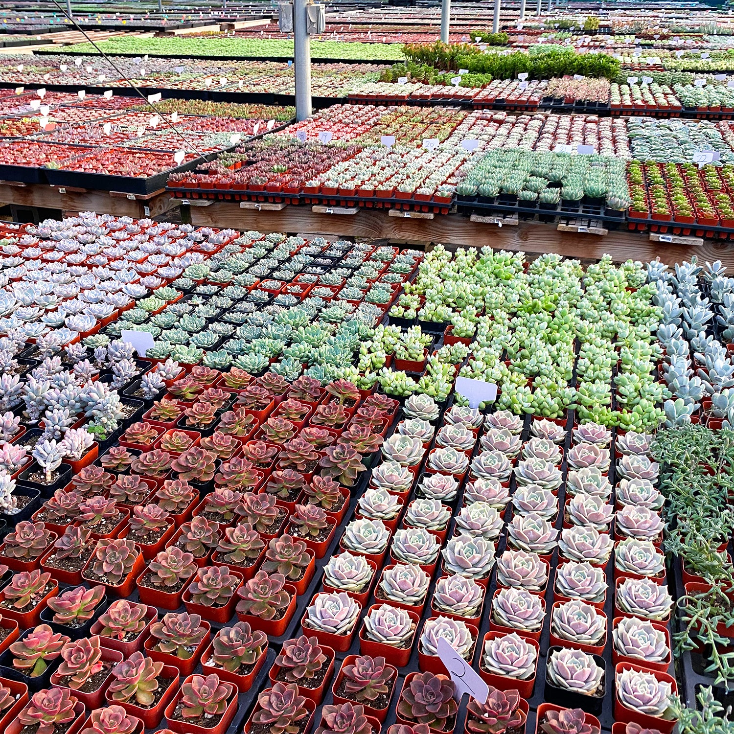 succulents in store 64 Assorted Small Succulents for Party Favors