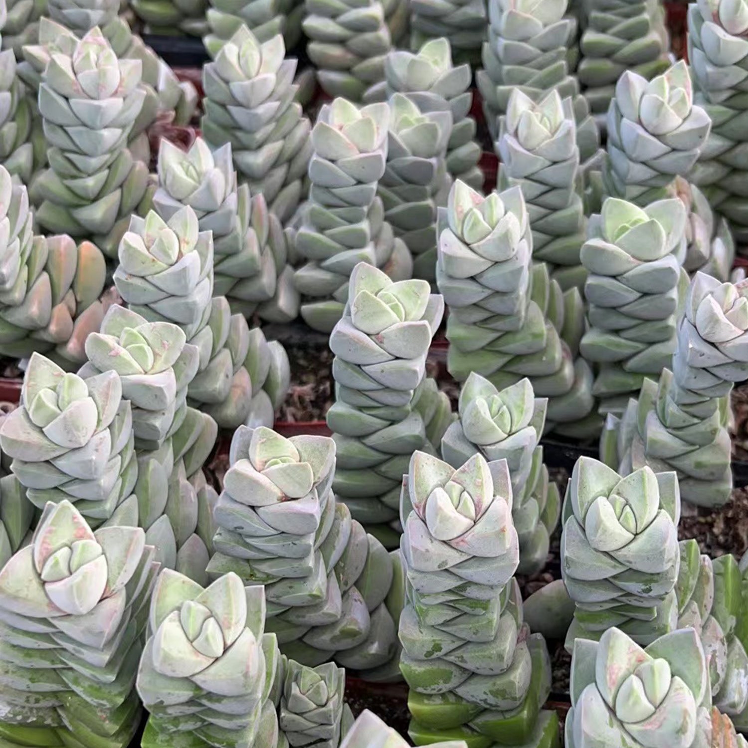 succulent moonglow Crassula 'Moonglow'