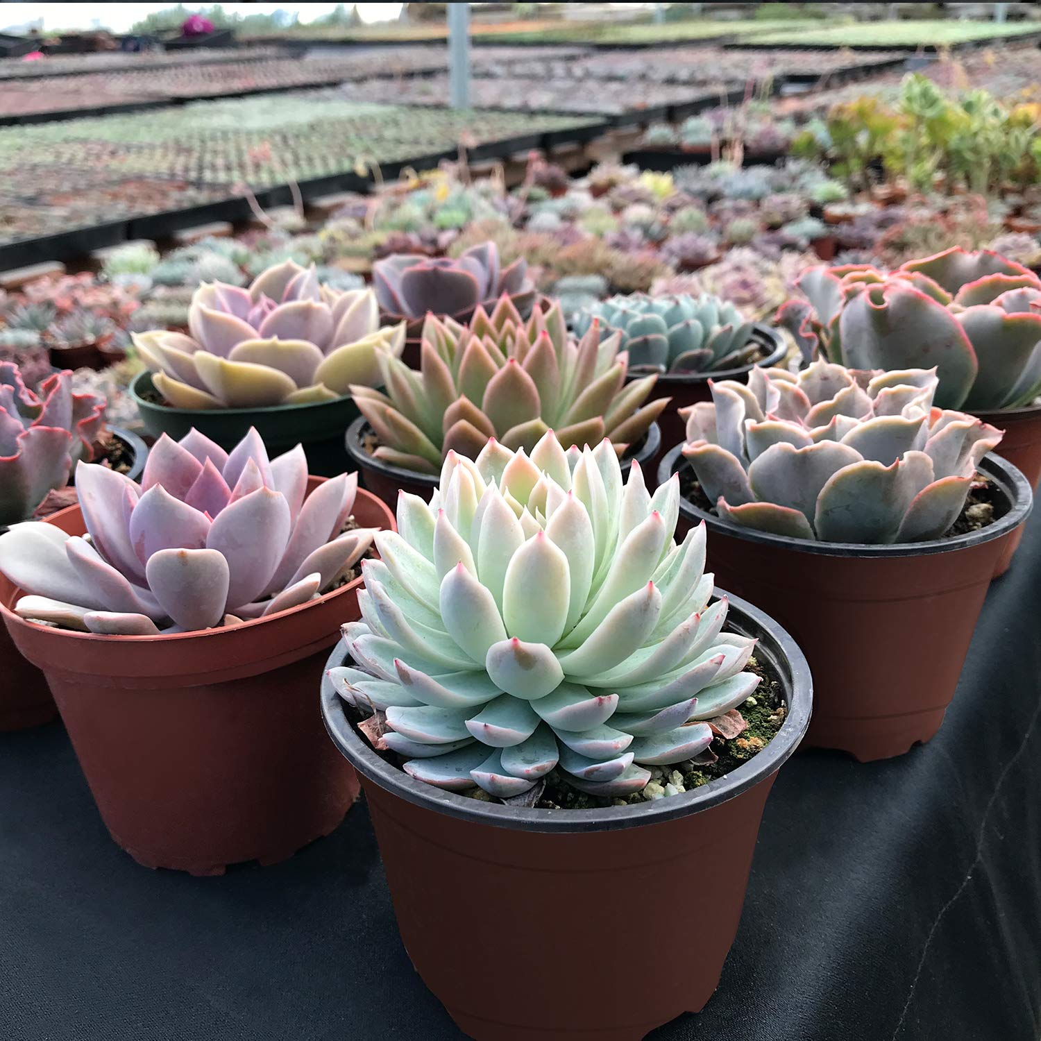 the next gardener succulents 9 Assorted Medium Succulents Plants Bulk