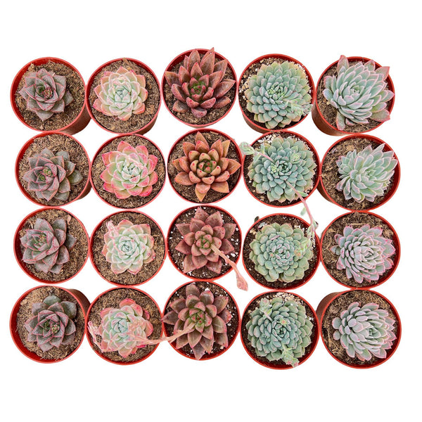 20 Assorted Succulents Set (4 inch)
